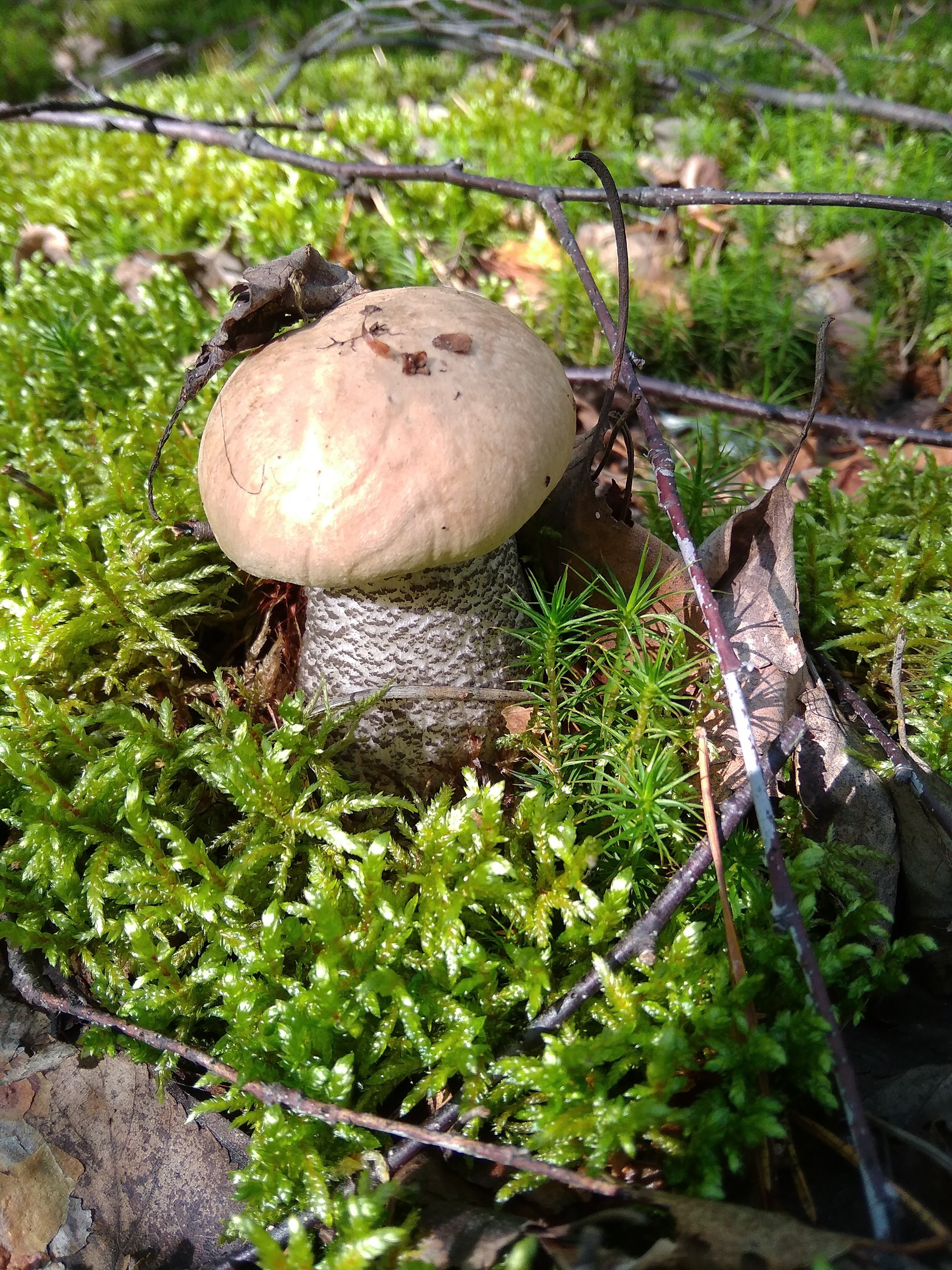 My finds - My, Mushrooms, Mobile photography, Silent hunt, Boletus, Porcini, Longpost