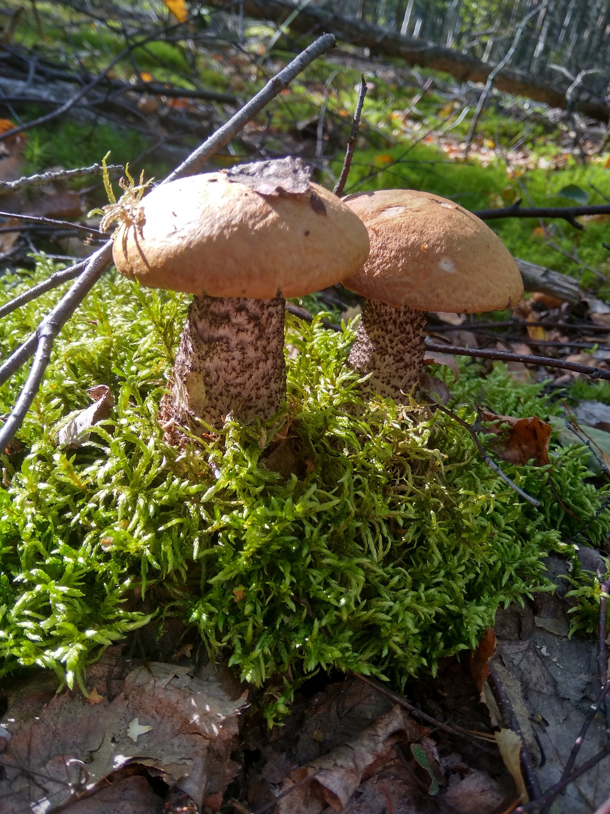 My finds - My, Mushrooms, Mobile photography, Silent hunt, Boletus, Porcini, Longpost