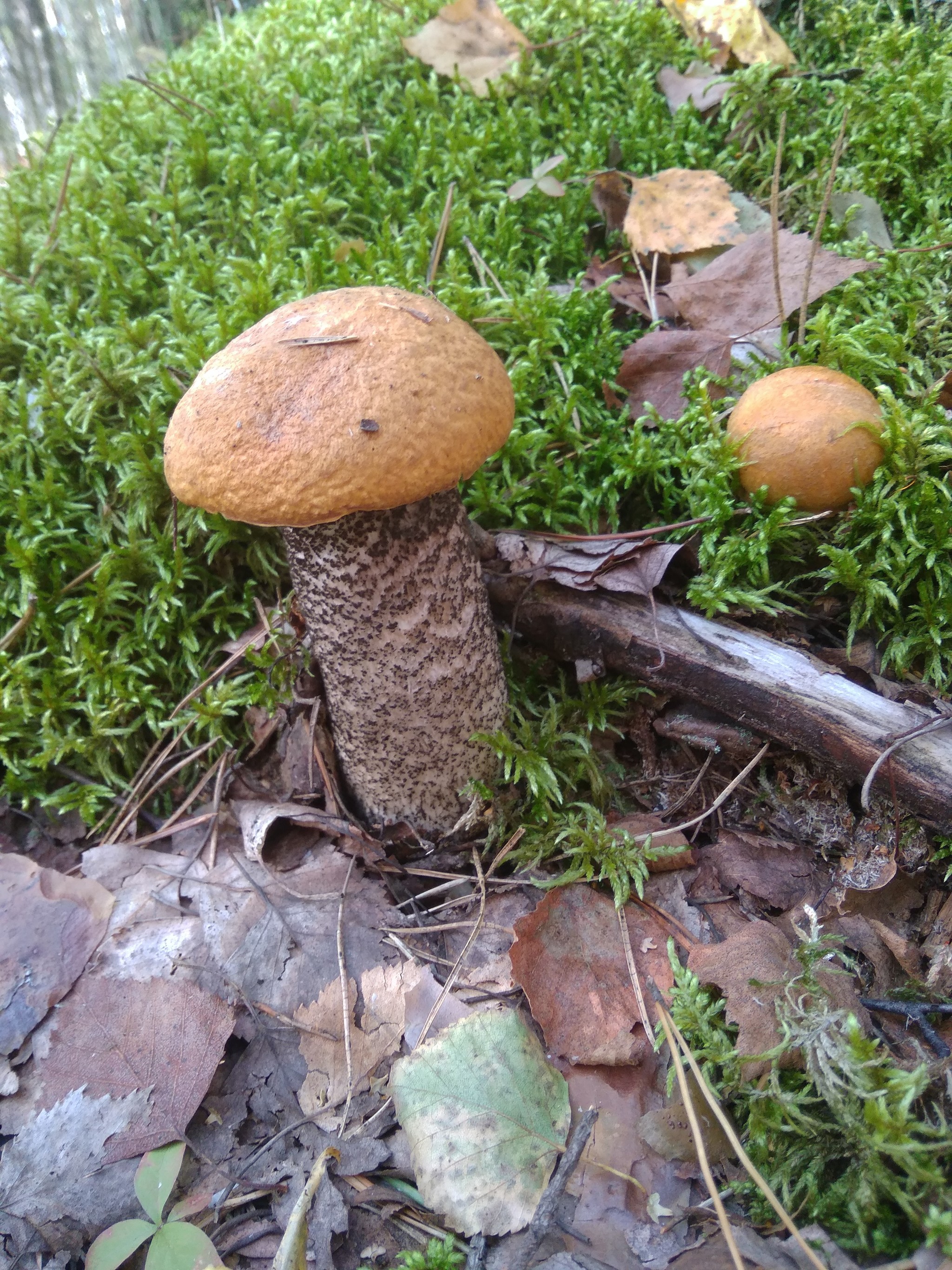 My finds - My, Mushrooms, Mobile photography, Silent hunt, Boletus, Porcini, Longpost