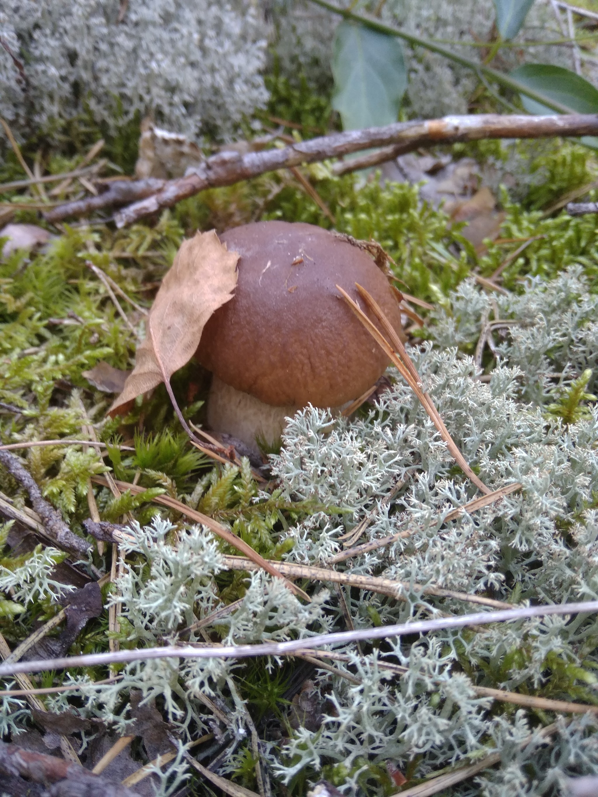 My finds - My, Mushrooms, Mobile photography, Silent hunt, Boletus, Porcini, Longpost