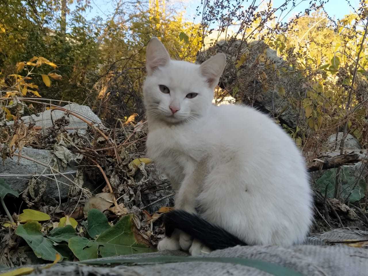 Котята в добрые руки, Екатеринбург - Моё, В добрые руки, Котята, Екатеринбург, Длиннопост, Кот, Без рейтинга