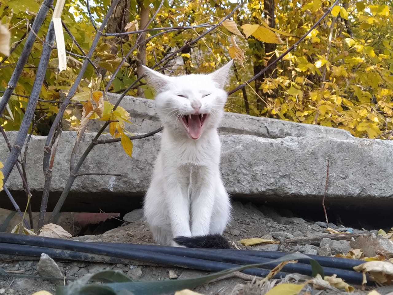 Котята в добрые руки, Екатеринбург - Моё, В добрые руки, Котята, Екатеринбург, Длиннопост, Кот, Без рейтинга