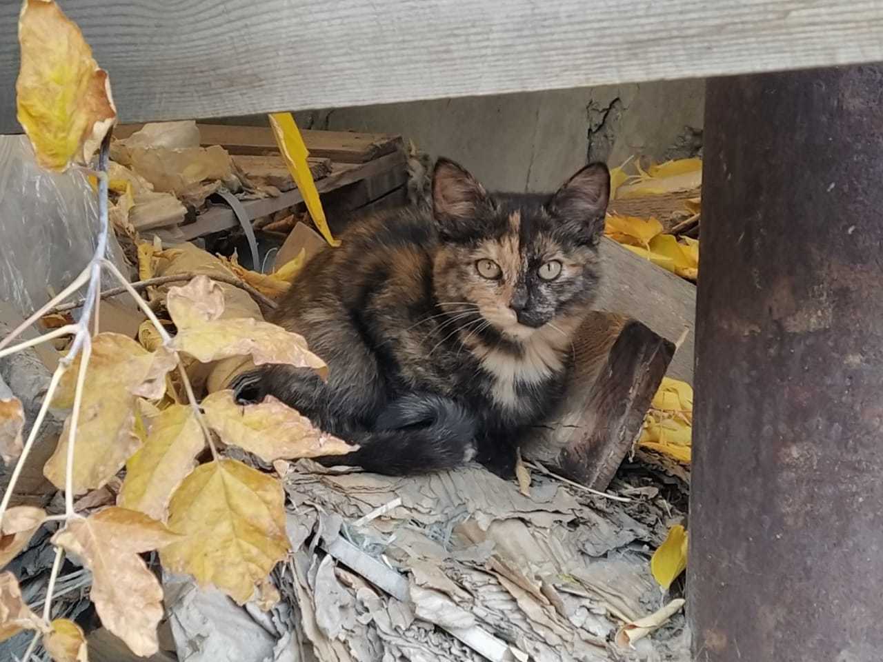 Котята в добрые руки, Екатеринбург - Моё, В добрые руки, Котята, Екатеринбург, Длиннопост, Кот, Без рейтинга