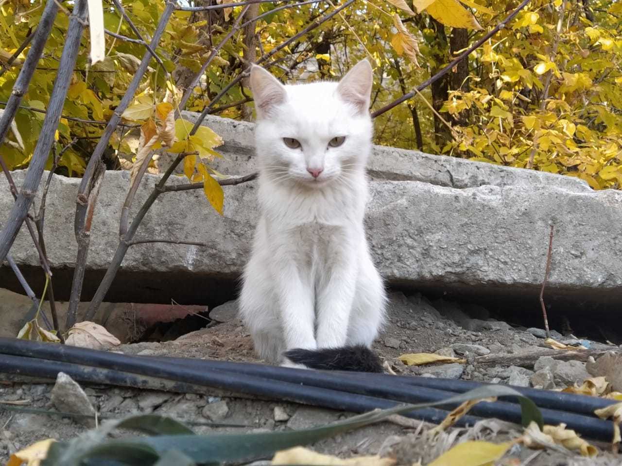 Котята в добрые руки, Екатеринбург - Моё, В добрые руки, Котята, Екатеринбург, Длиннопост, Кот, Без рейтинга