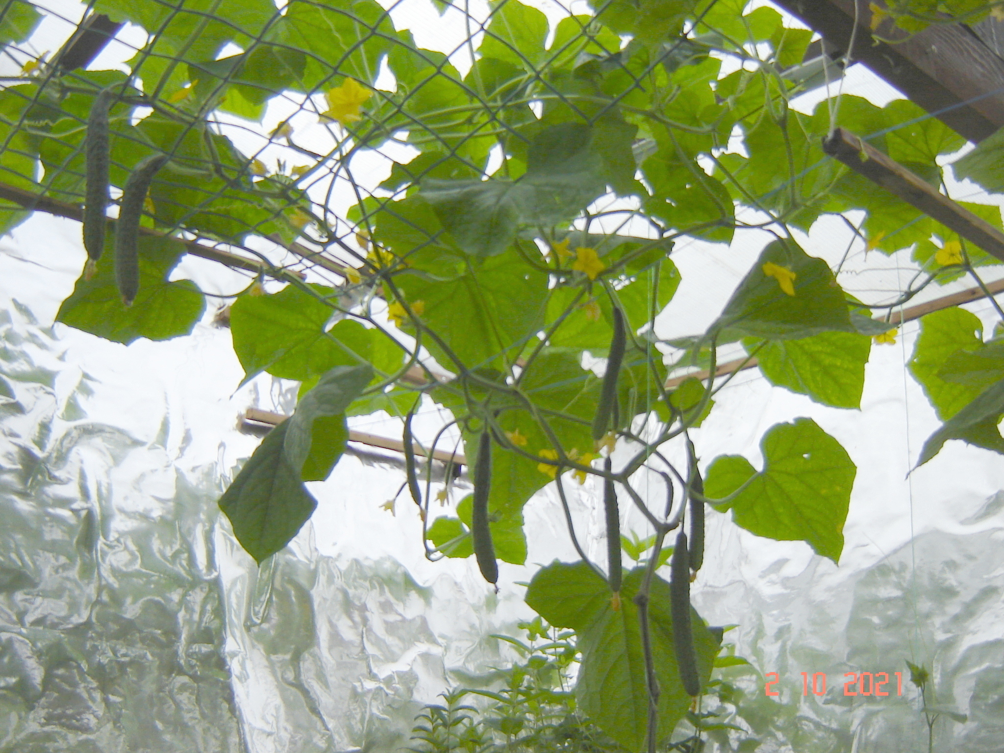 Today cucumber rain in the greenhouse - My, Cucumbers, Underground greenhouse, Краснодарский Край, Longpost