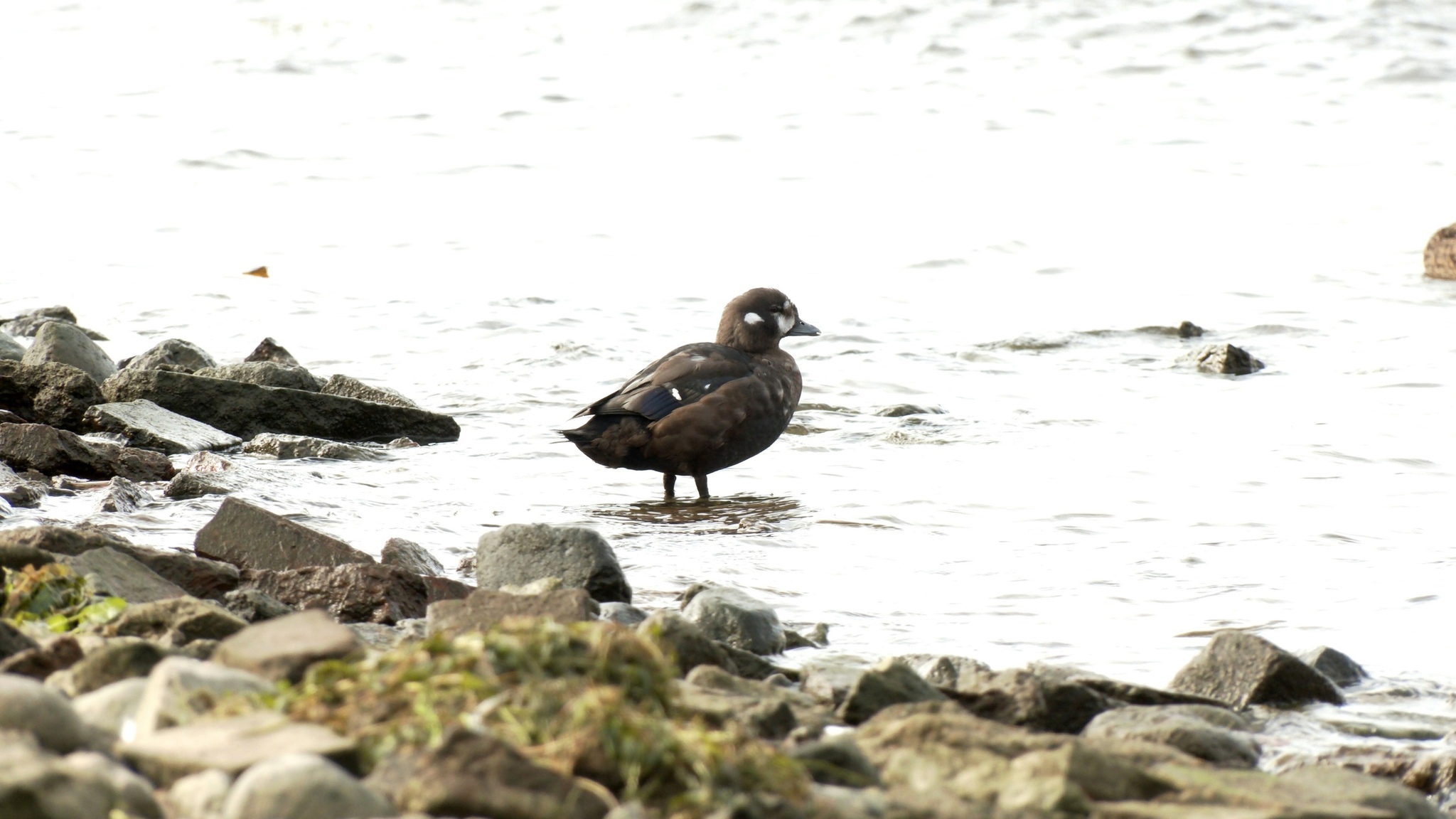 HARLEKIN APPEARED AGAIN IN THE CENTER OF PETERSBURG - My, Duck, Birds, Saint Petersburg, Peter-Pavel's Fortress, Each creature has a pair, Longpost