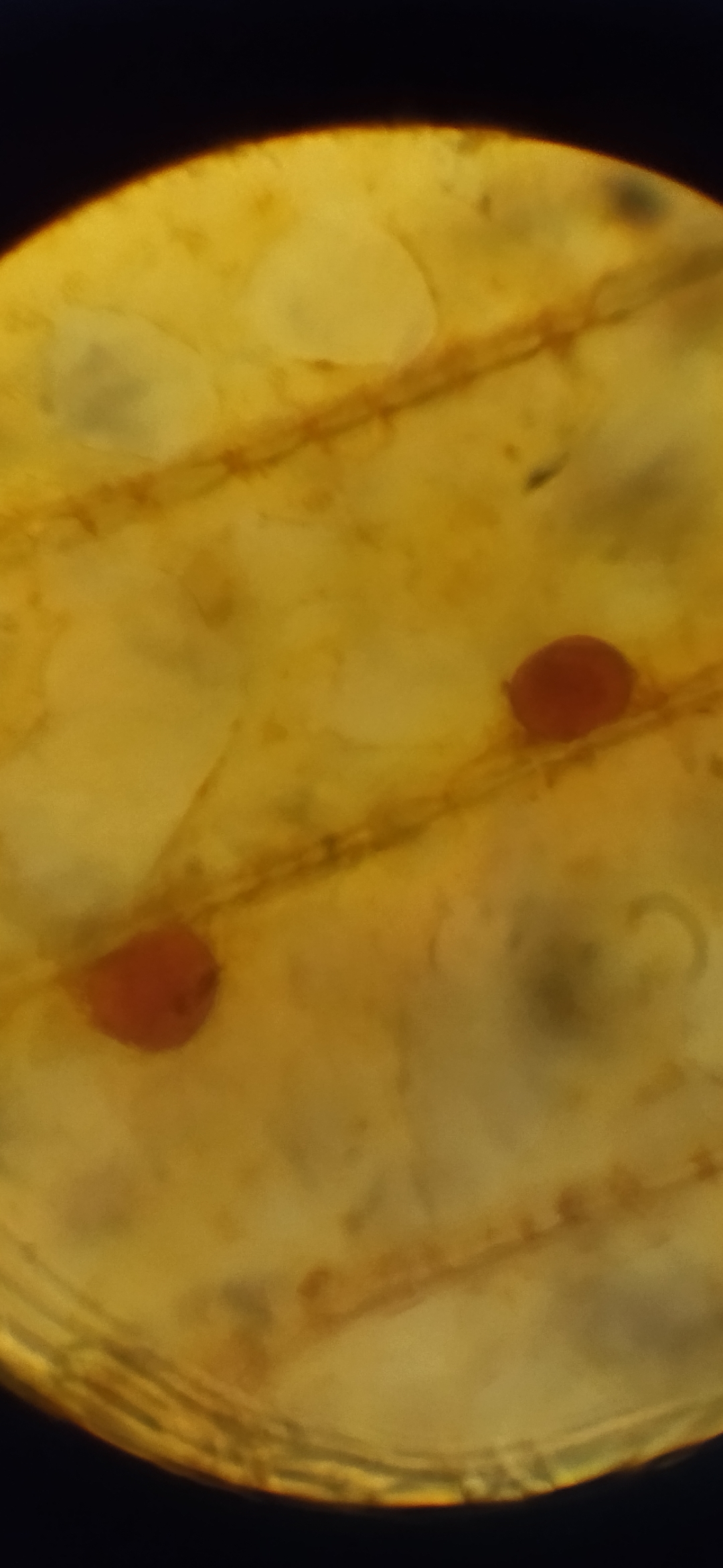 Reply to the post Onion skin cells - Onion, Microscope, Microscopy, Reply to post, Longpost