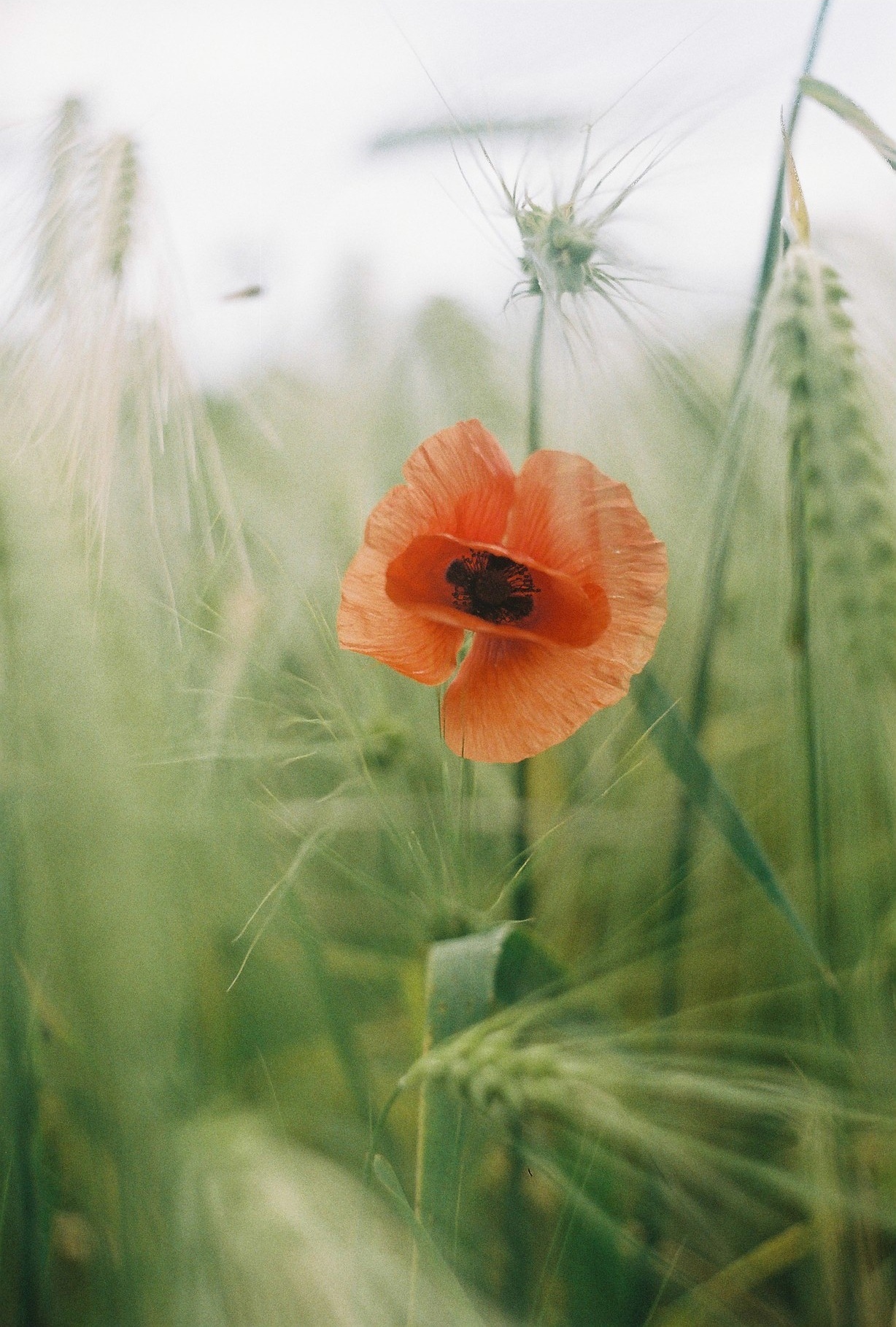 Delicate poppy - Film, The film did not die, Longpost