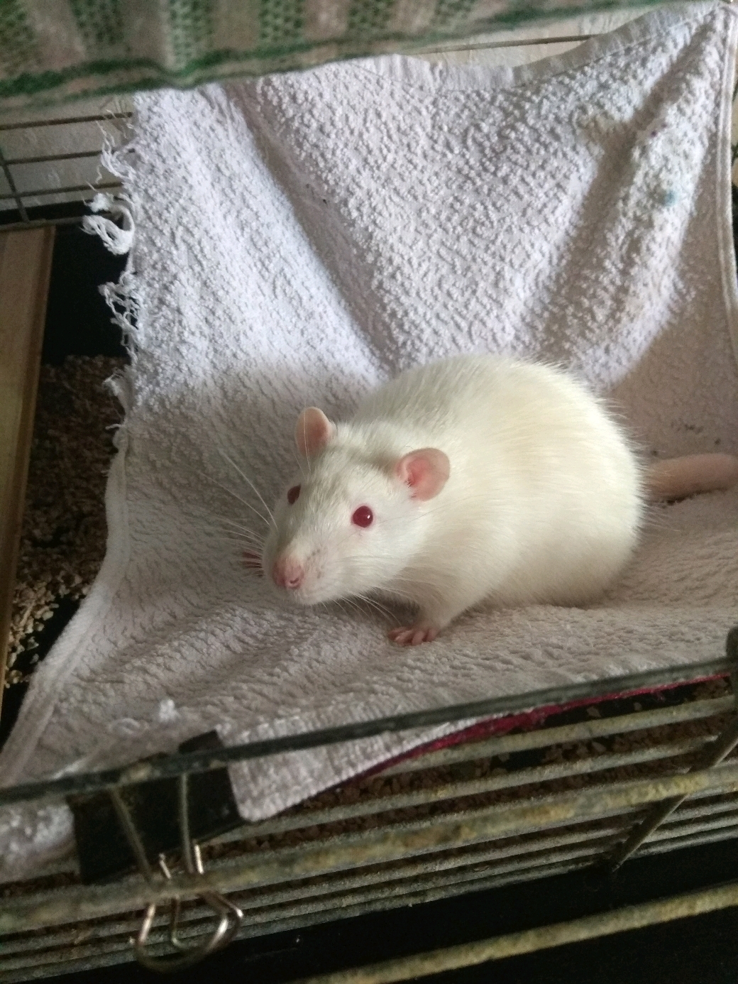 About rats and people. Part 3 - My, Decorative rats, Picture with text, Life stories, Longpost