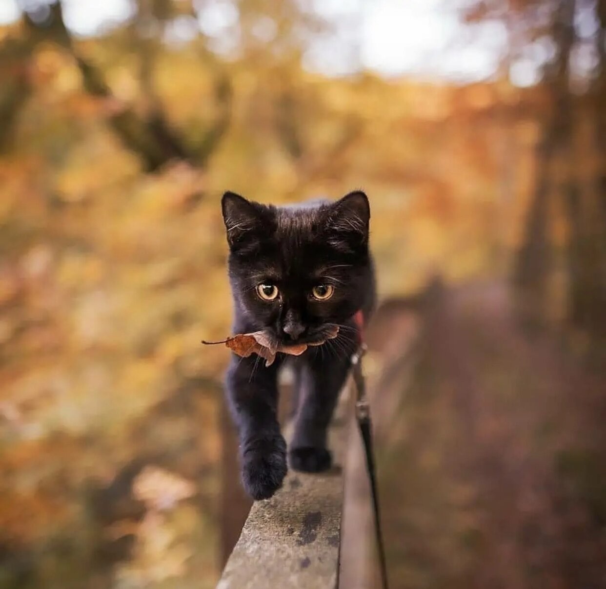 Cat - cat, Milota, Autumn, The photo, Autumn leaves, Leaves