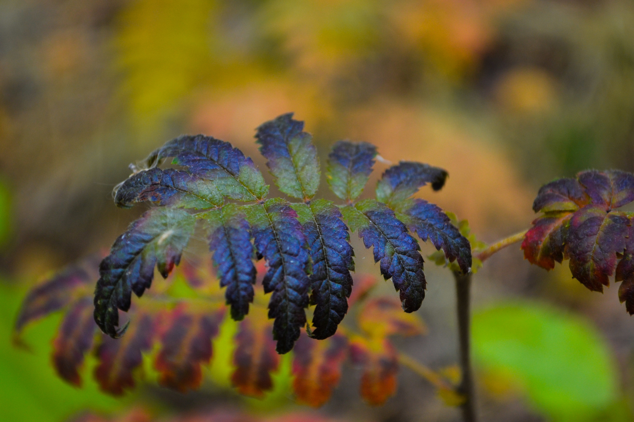 A little bit of trying to get myself out of the hole - My, Nikon d3100, Autumn, Walk, unloaded, beauty of nature, Rescue of a drowning man, Friends, Longpost