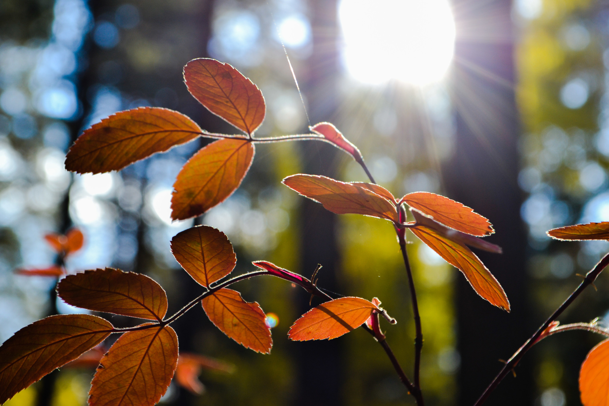 A little bit of trying to get myself out of the hole - My, Nikon d3100, Autumn, Walk, unloaded, beauty of nature, Rescue of a drowning man, Friends, Longpost