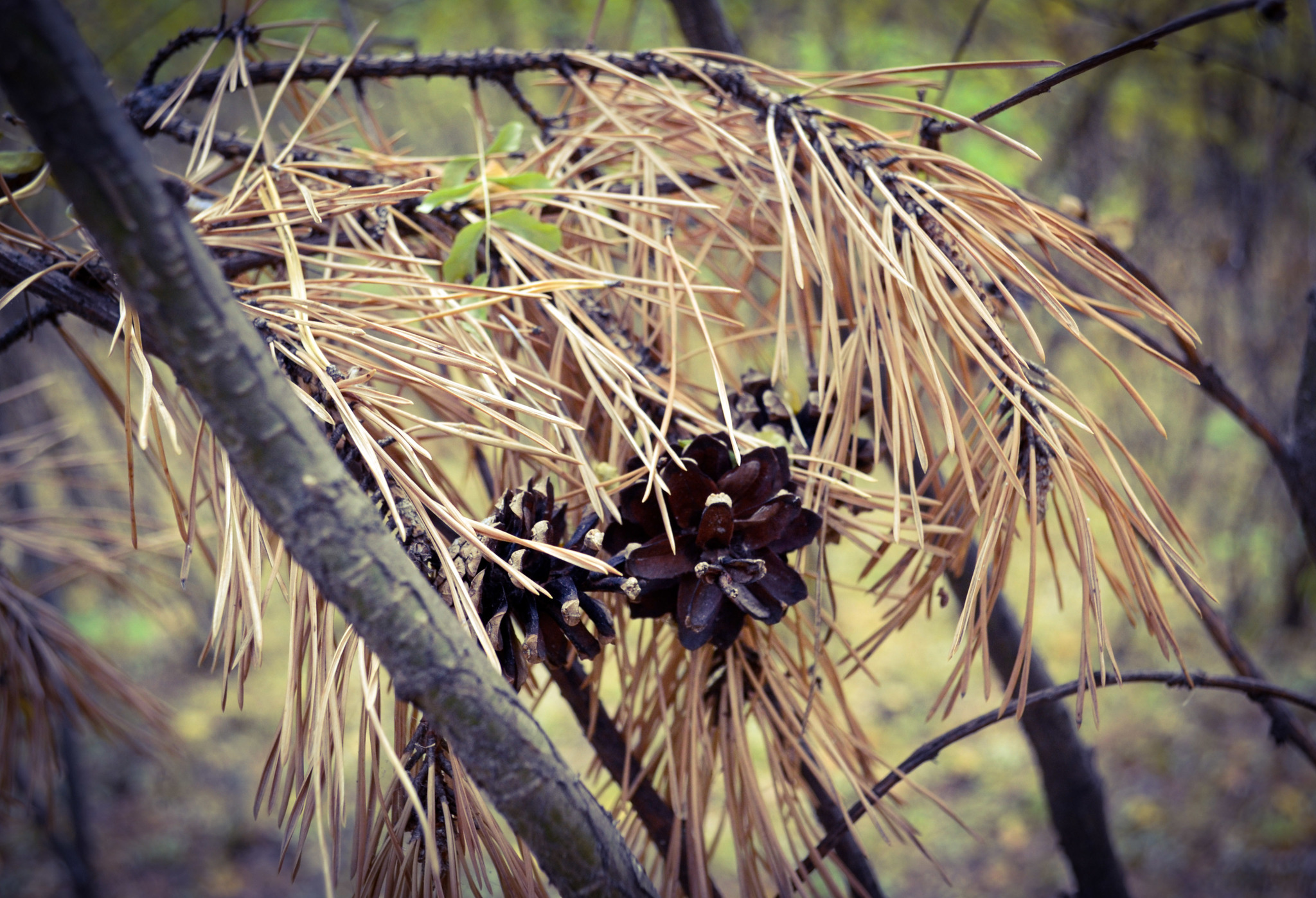 A little bit of trying to get myself out of the hole - My, Nikon d3100, Autumn, Walk, unloaded, beauty of nature, Rescue of a drowning man, Friends, Longpost