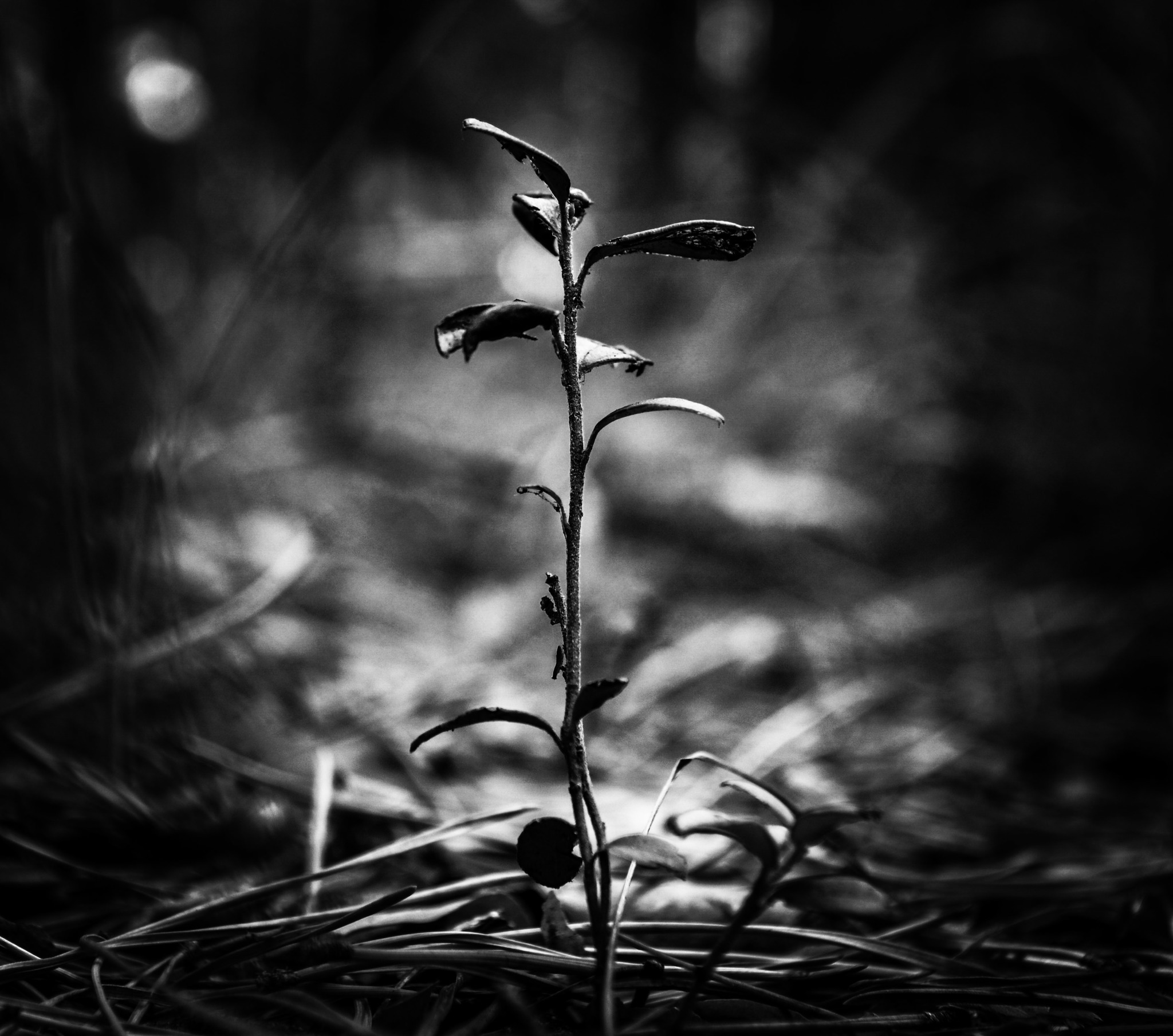 A little bit of trying to get myself out of the hole - My, Nikon d3100, Autumn, Walk, unloaded, beauty of nature, Rescue of a drowning man, Friends, Longpost