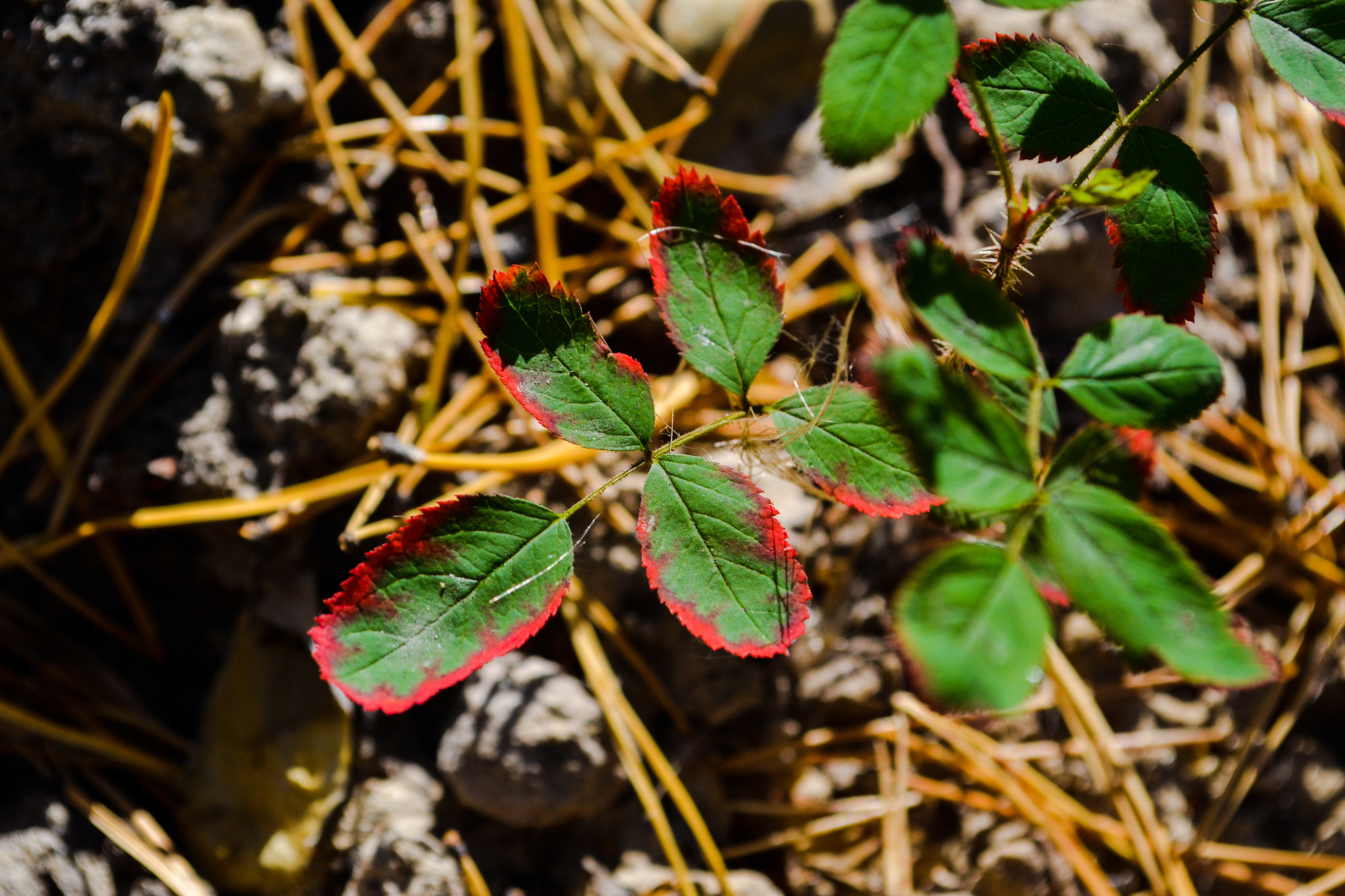 A little bit of trying to get myself out of the hole - My, Nikon d3100, Autumn, Walk, unloaded, beauty of nature, Rescue of a drowning man, Friends, Longpost