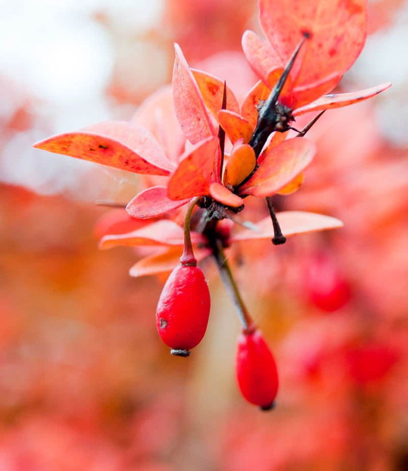 So autumn has come - My, The photo, Nature, Longpost