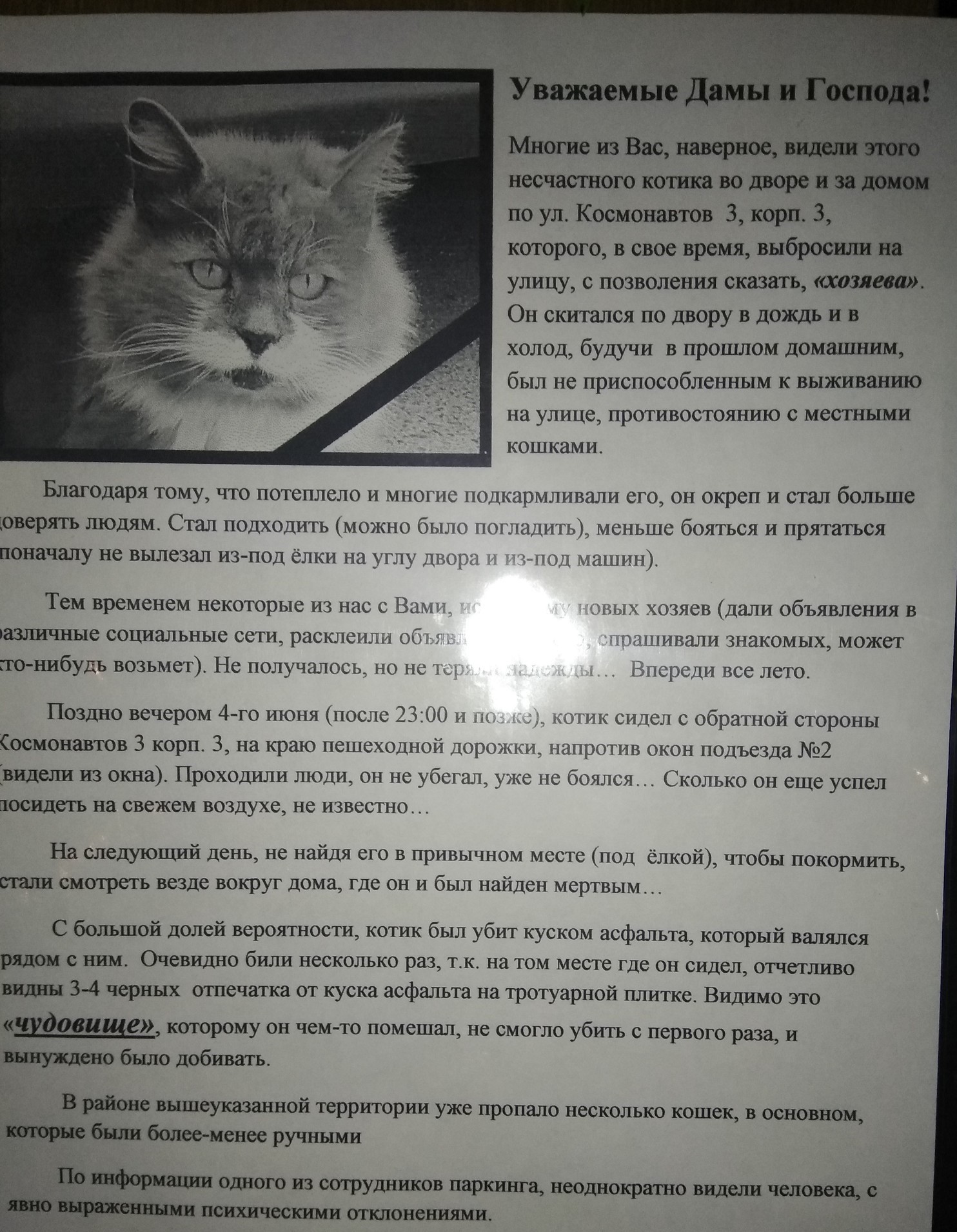 Жалко котю ( | Пикабу