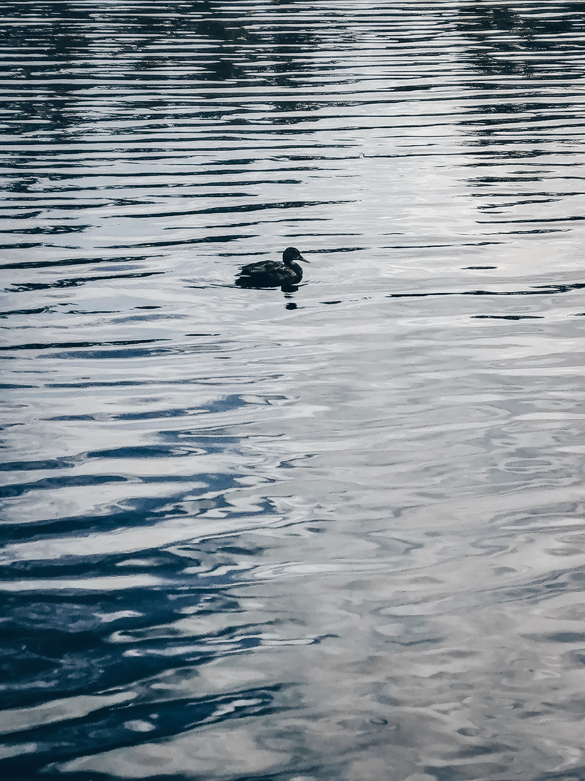 Loneliness... - My, The nature of Russia, Mobile photography, The photo, Nature, Surroundings