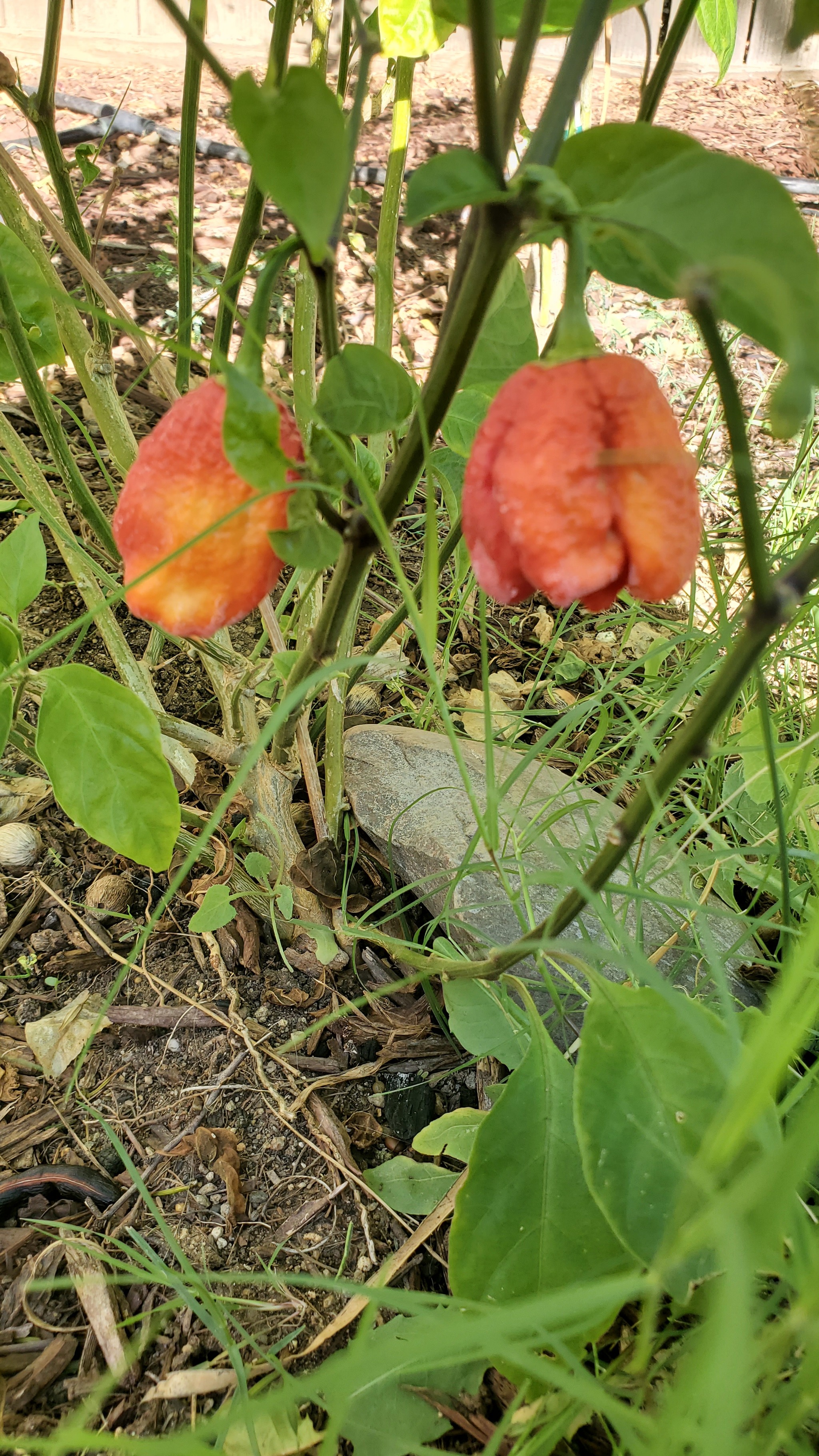 Doesn't blush Carolina Reaper - My, Carolina Reaper, Spicy, Hot peppers