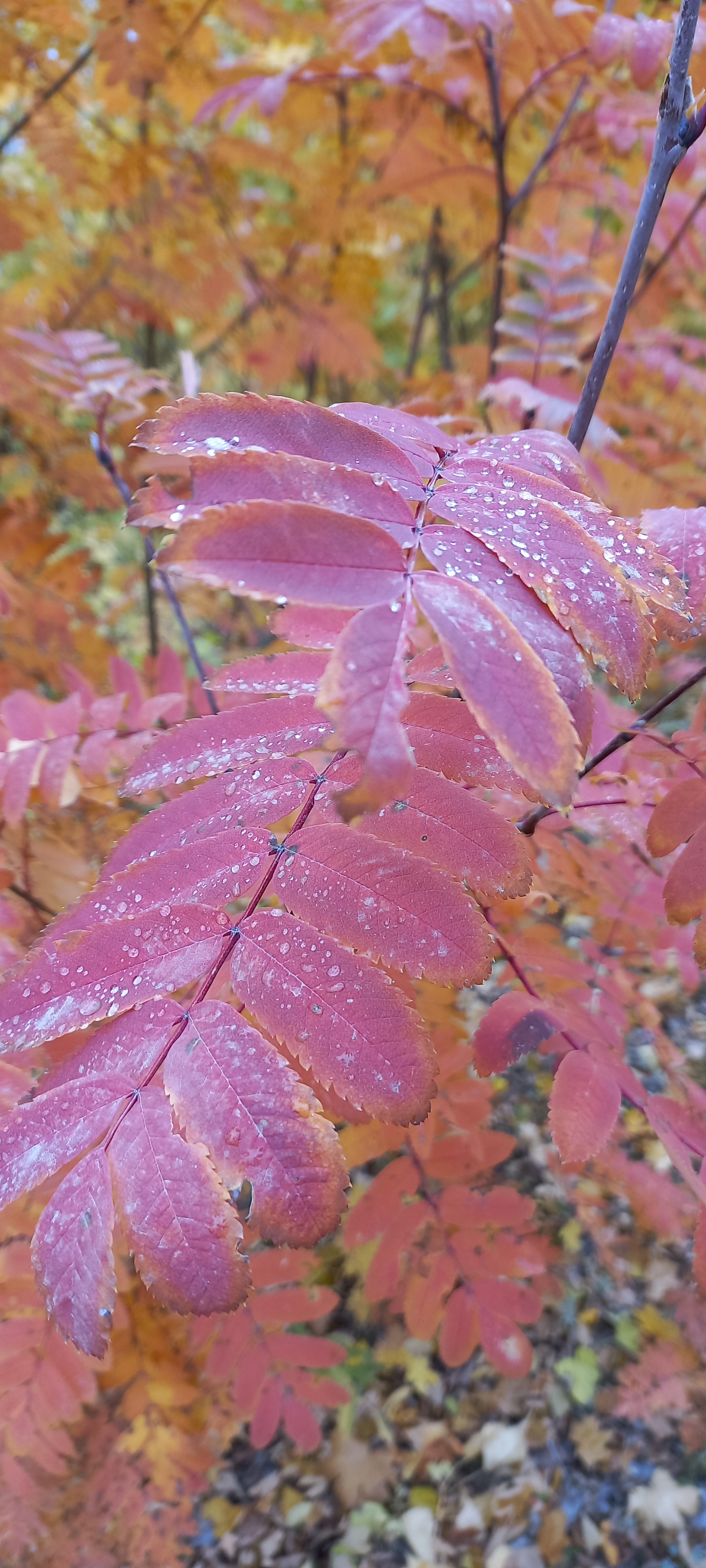 Beauty of autumn! - My, Forest, Autumn, Rowan, Leaves, Longpost