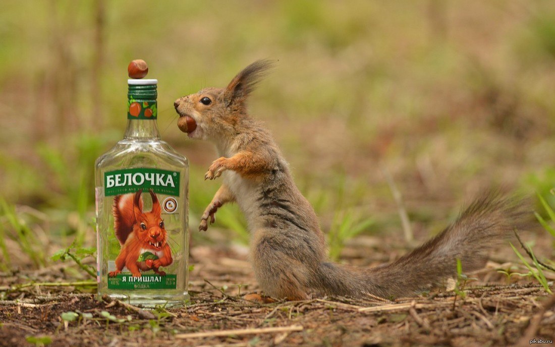 What is delirium tremens or just squirrel | Briefly about alcoholic delirium - My, Alcohol, Delirium tremens, The medicine, Informative, Facts, Video, Longpost