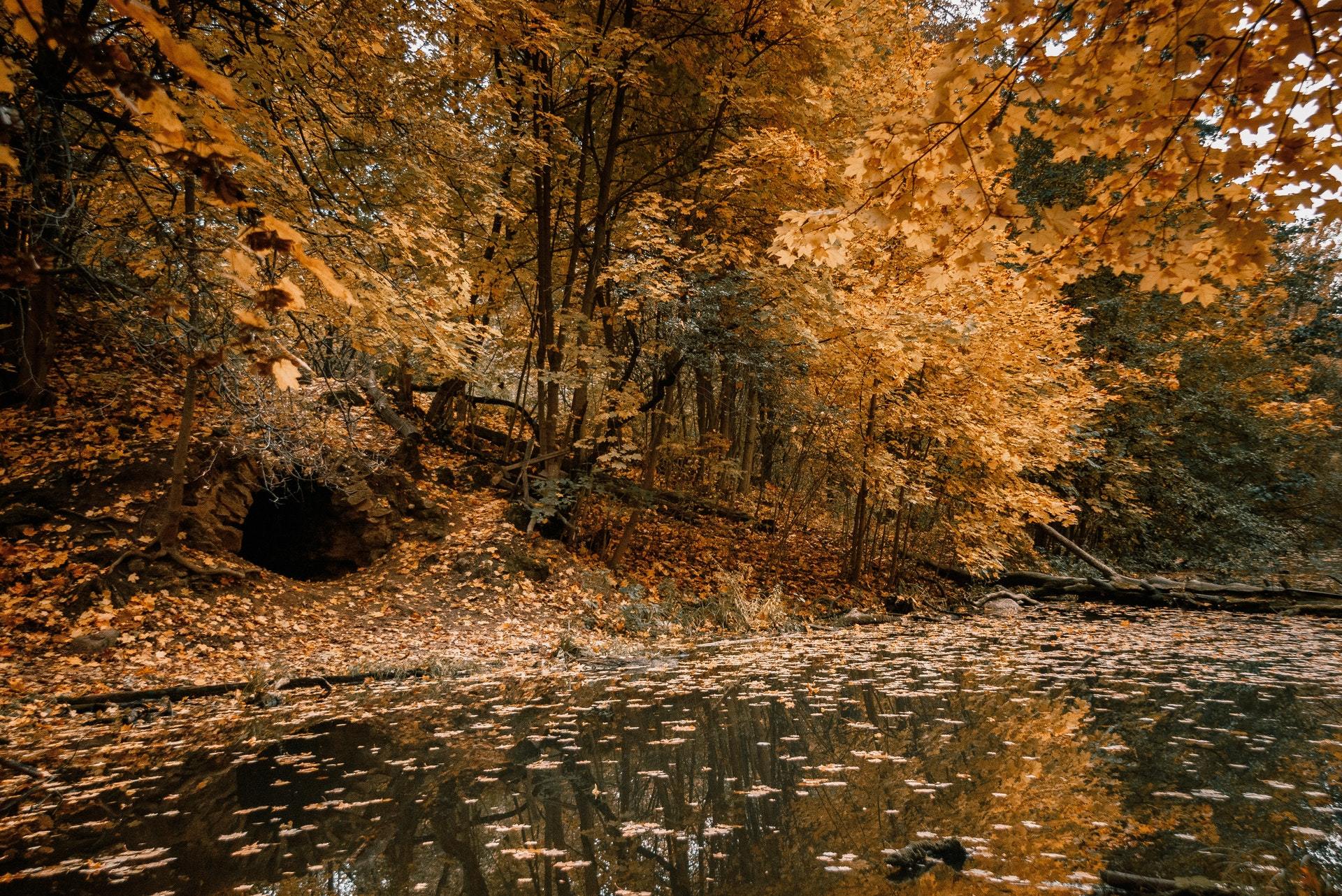 fake gold - My, The photo, Canon, Autumn, Landscape, Leaves, Longpost