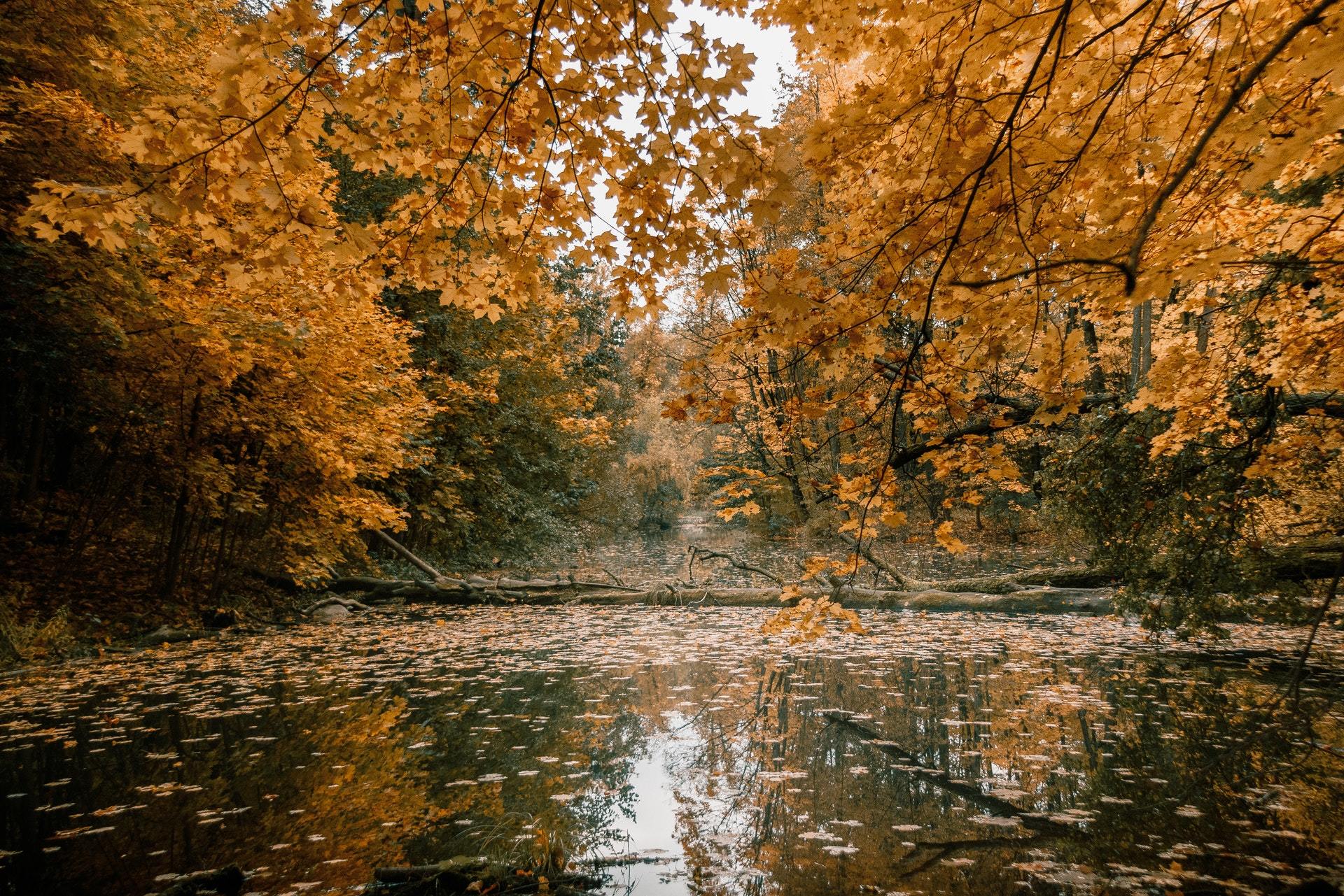 fake gold - My, The photo, Canon, Autumn, Landscape, Leaves, Longpost