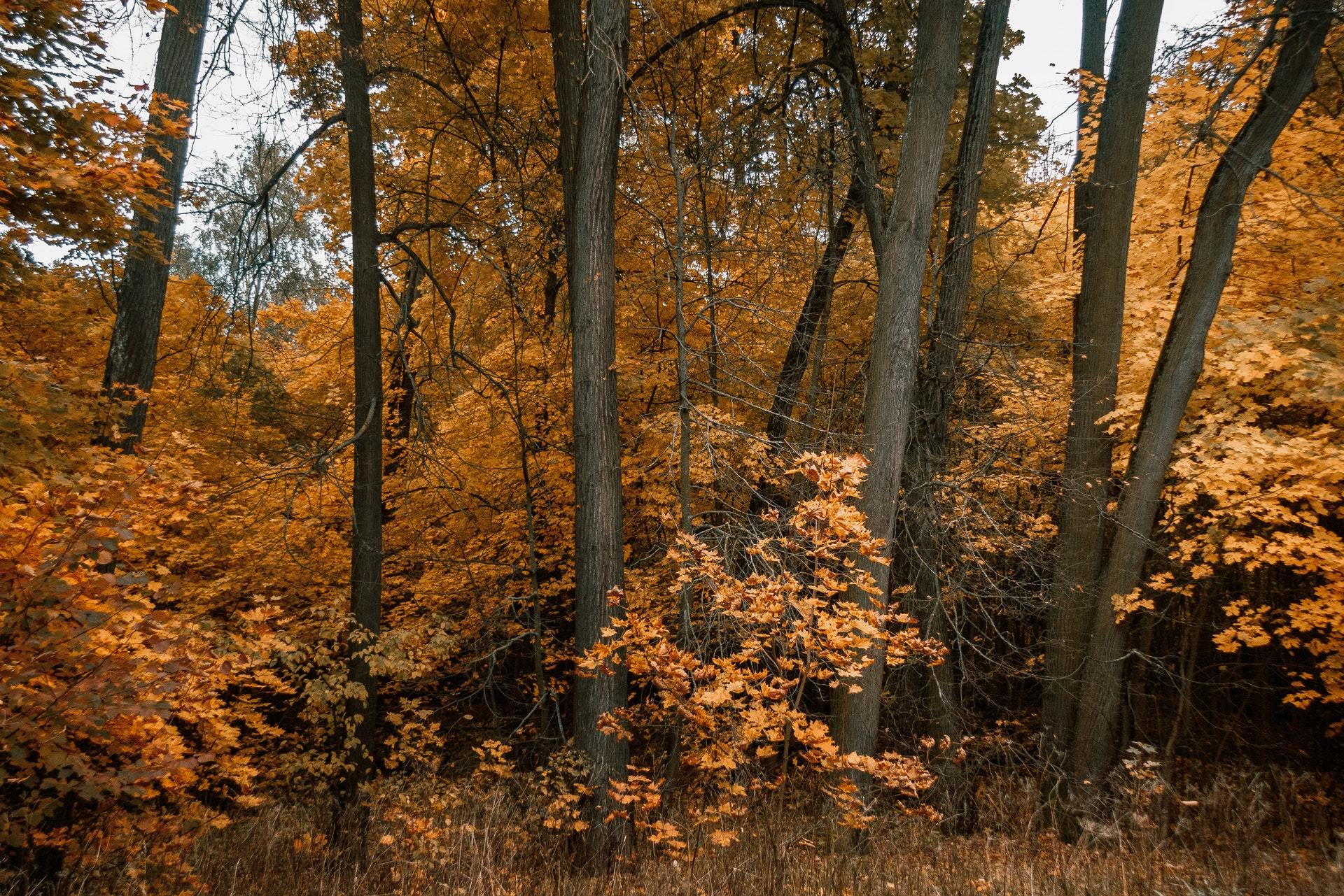 fake gold - My, The photo, Canon, Autumn, Landscape, Leaves, Longpost