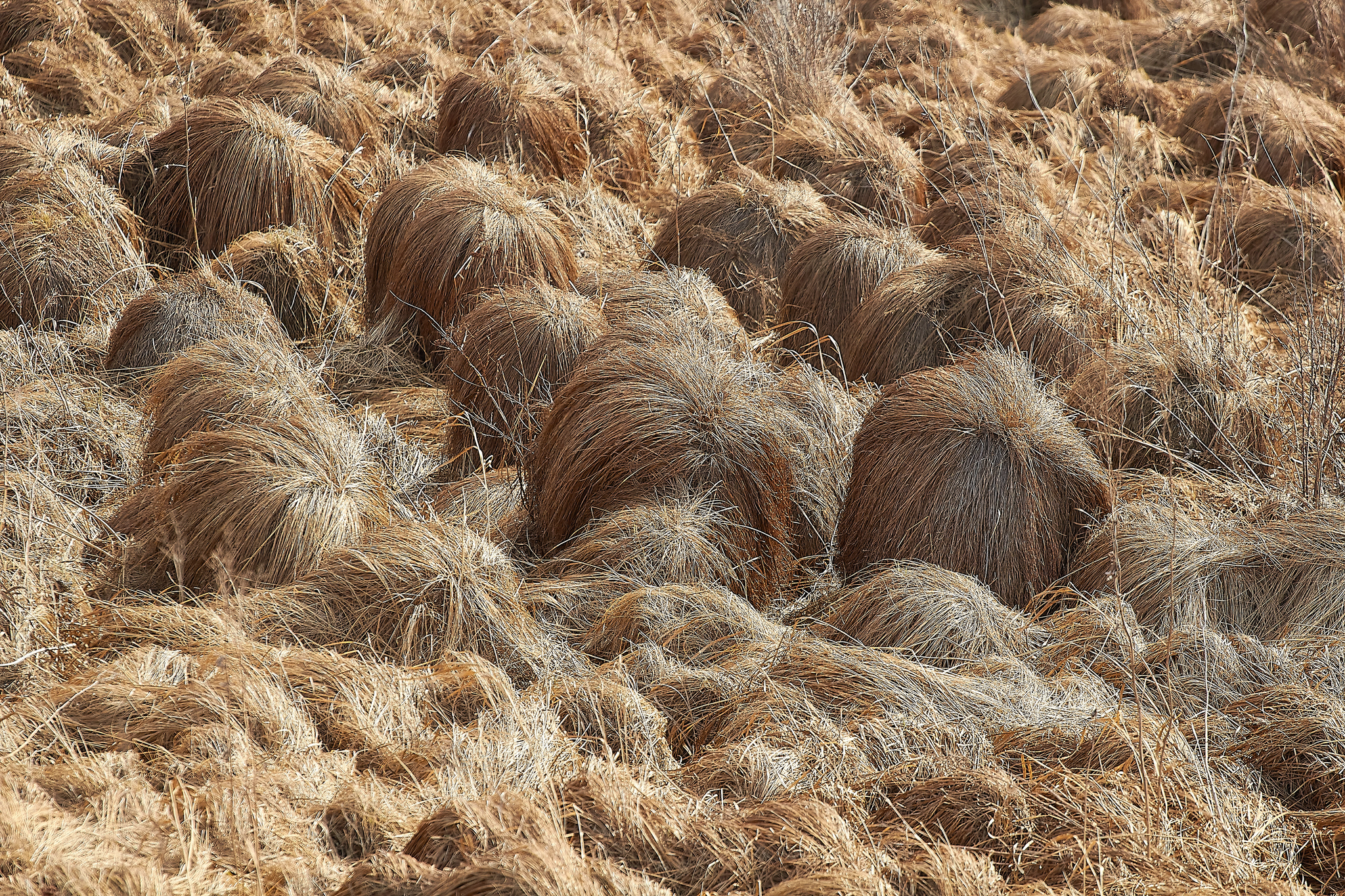 The Wookiee tribe is hiding in the swamps of the Tomsk region - My, Chewbacca, Tomsk region, Swamp, Grass, Bump, Sedge, Star Wars