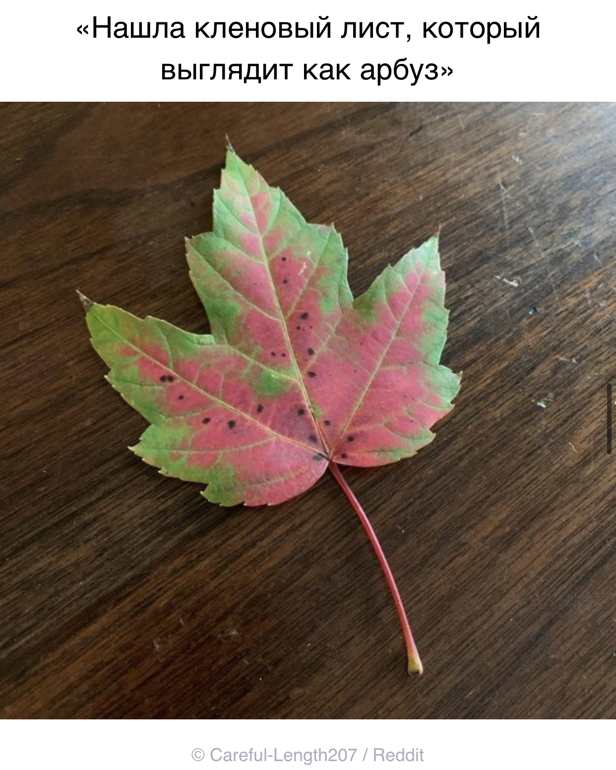 watermelon maple - Maple, Reddit, Picture with text, ADME, Leaves, Maple Leaf, Watermelon