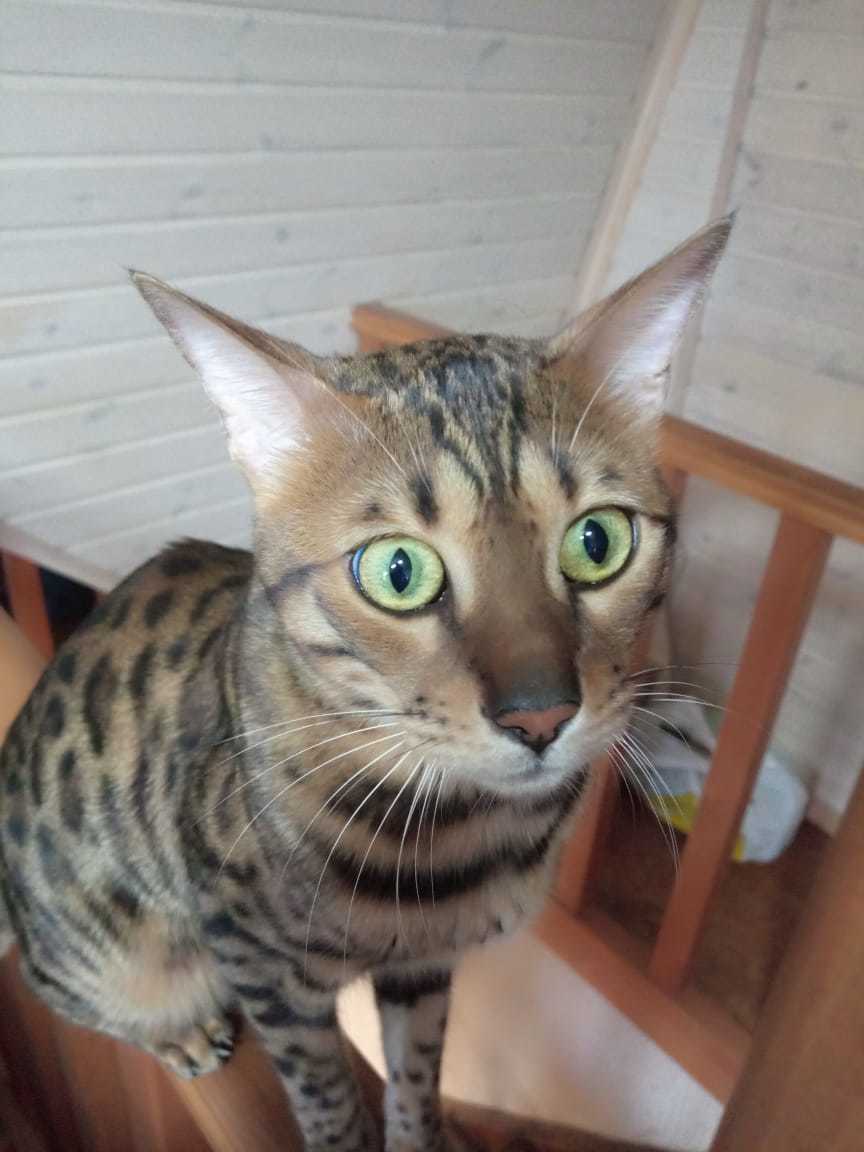 Lost bengal cat - My, Lost cat, Bengal cat, Novosibirsk, Longpost, cat, No rating