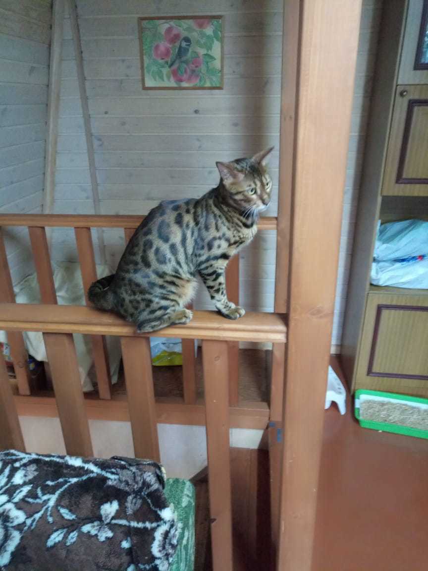 Lost bengal cat - My, Lost cat, Bengal cat, Novosibirsk, Longpost, cat, No rating