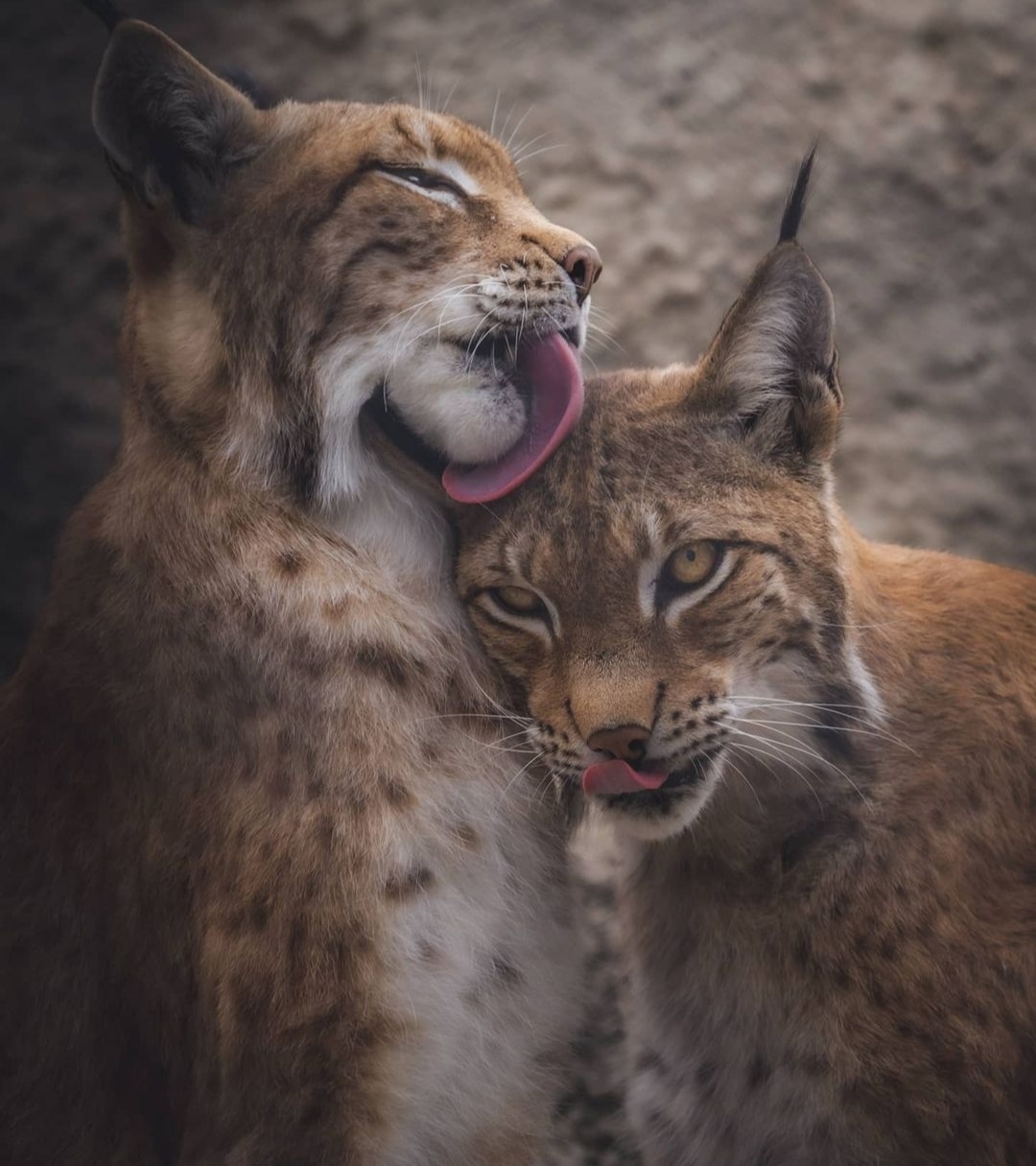 Love is what it is - My, Animals, The photo, Autumn, Eyes, Lynx, Predatory animals, Cat family, Small cats, , Lick