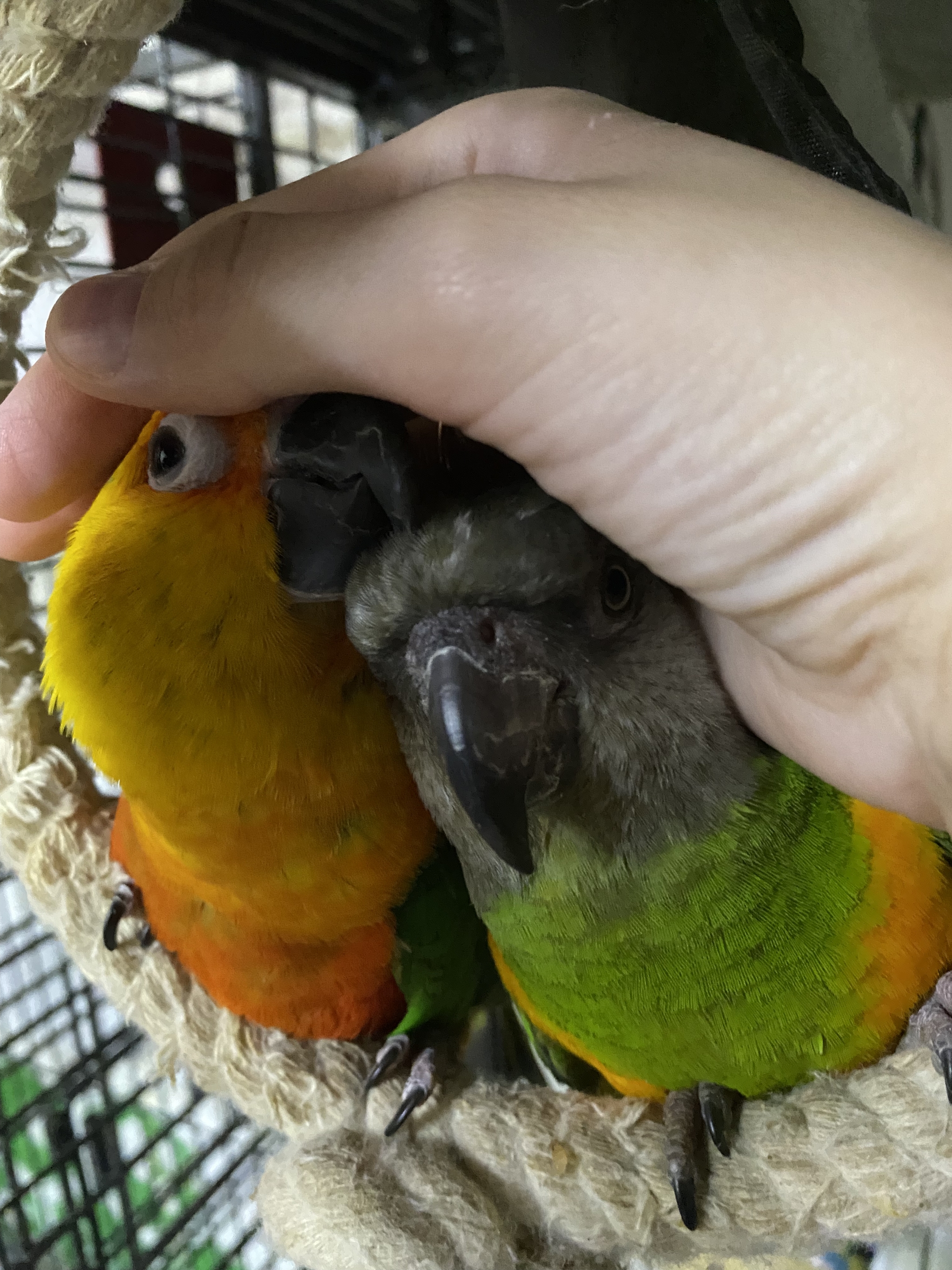 Small house - My, A parrot, Birds, Senegal parrot, Parakeet, Aratinga Endaya, Milota