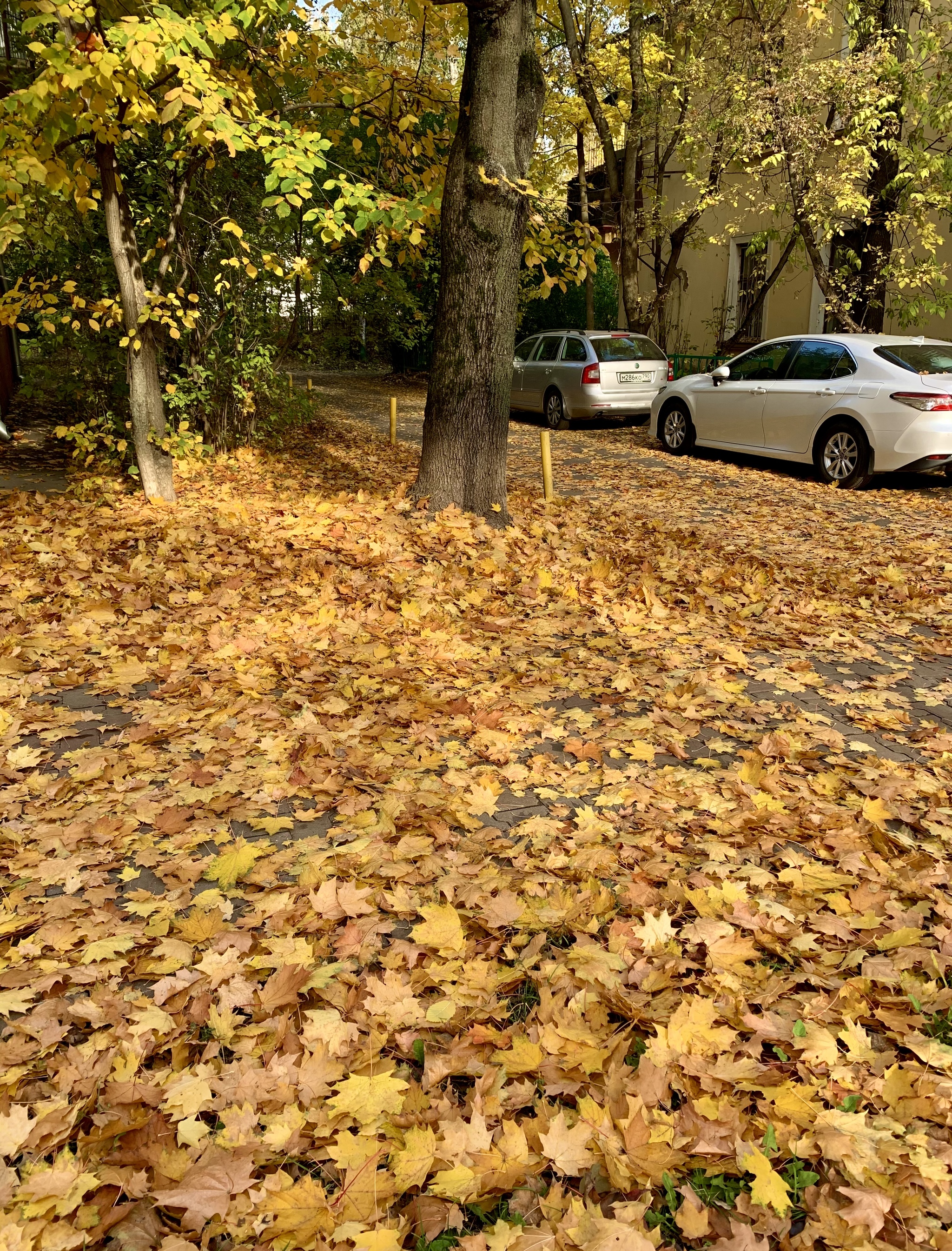 Autumn golden - My, Autumn, Mobile photography, The photo, Leaves, Autumn leaves, Longpost