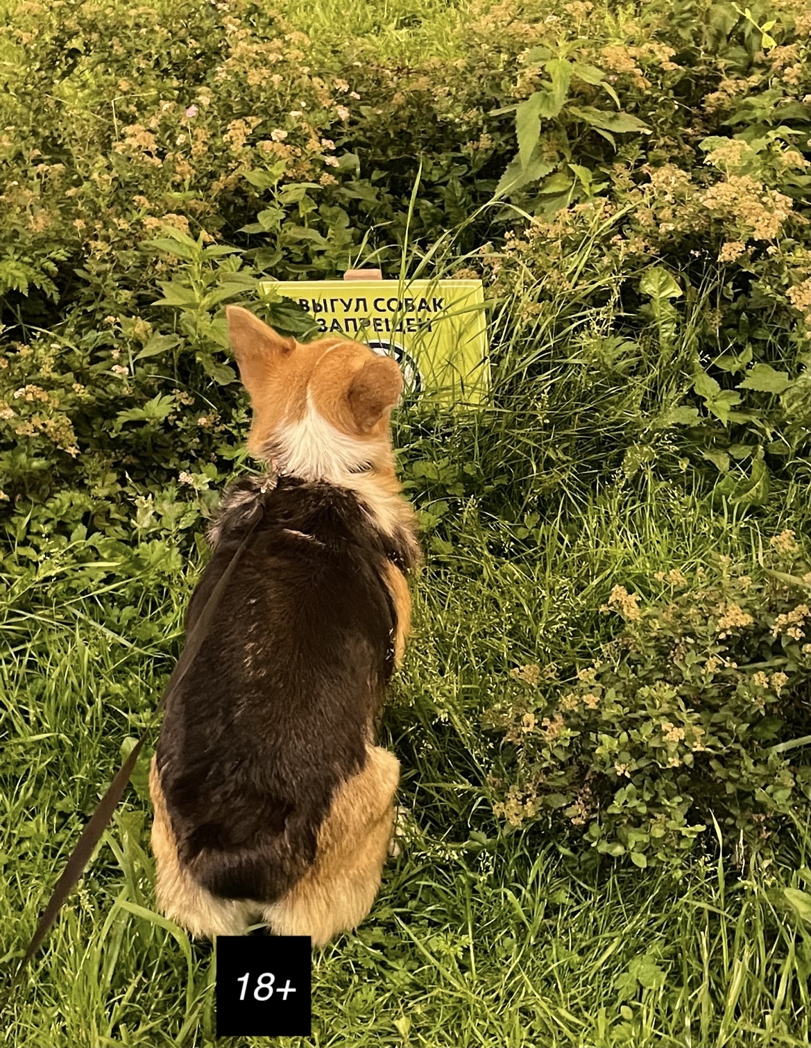 A - anarchy - My, Corgi, Animals, Dog