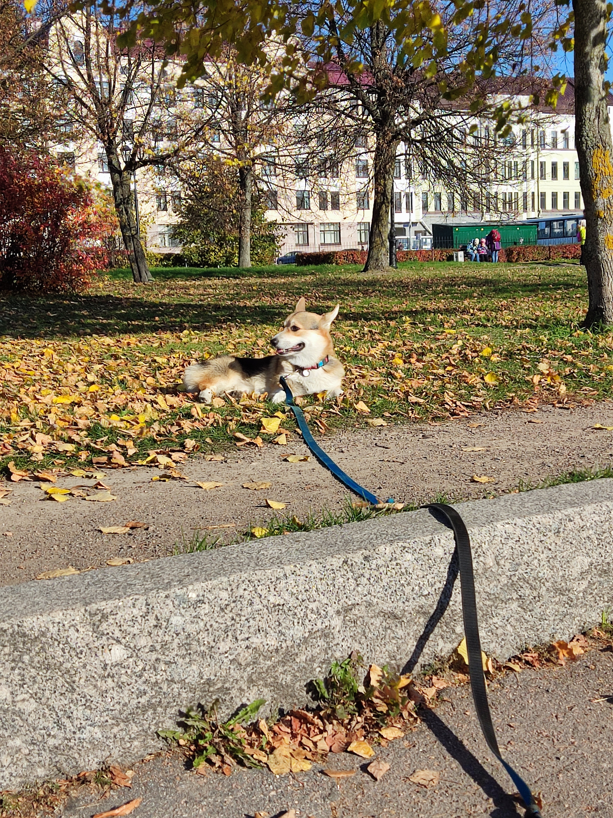 Осенний корги - Моё, Вельш корги пемброк, Осень, Выборг, Настроение, Собака, Длиннопост