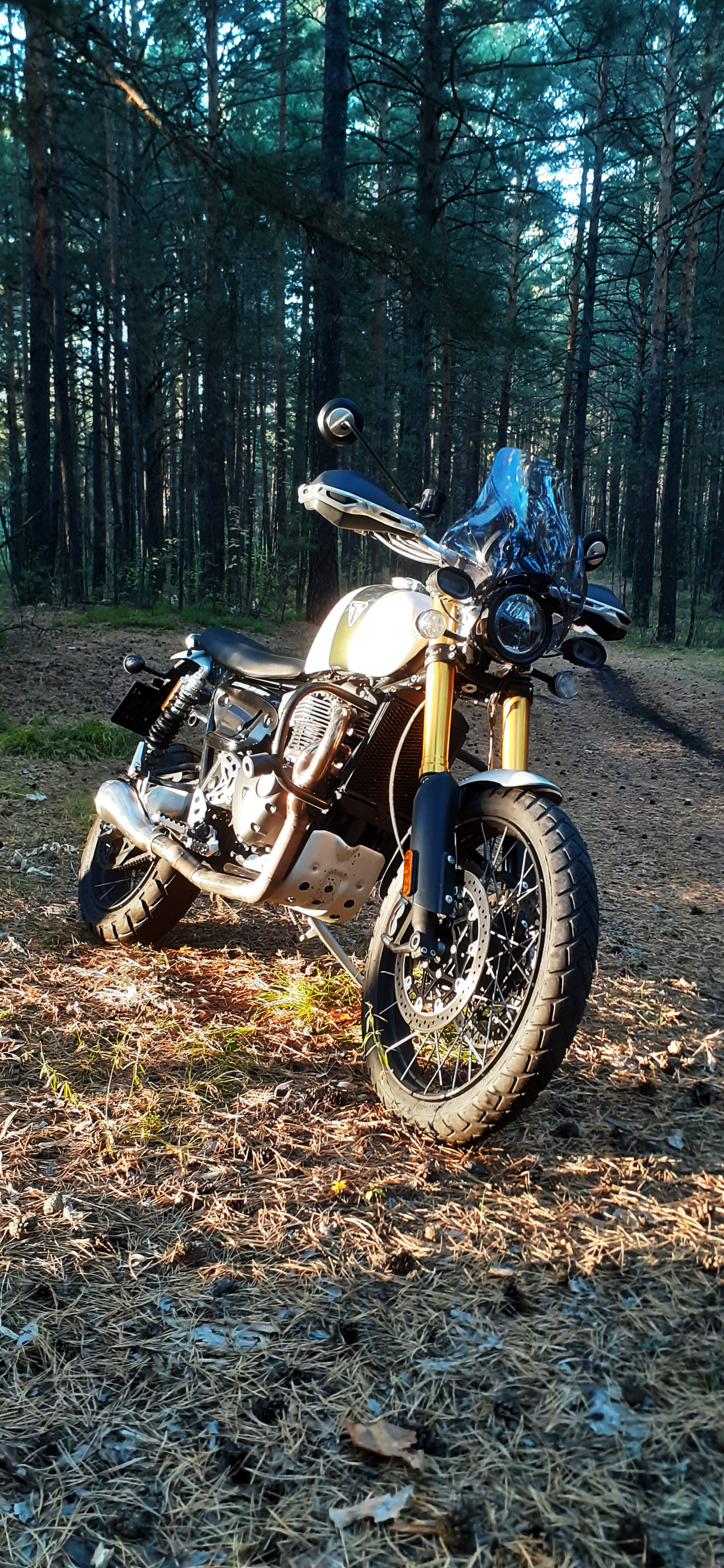 My antidepressant, or when you want to go back to summer - My, Moto, Forest, Summer, Triumph, Longpost