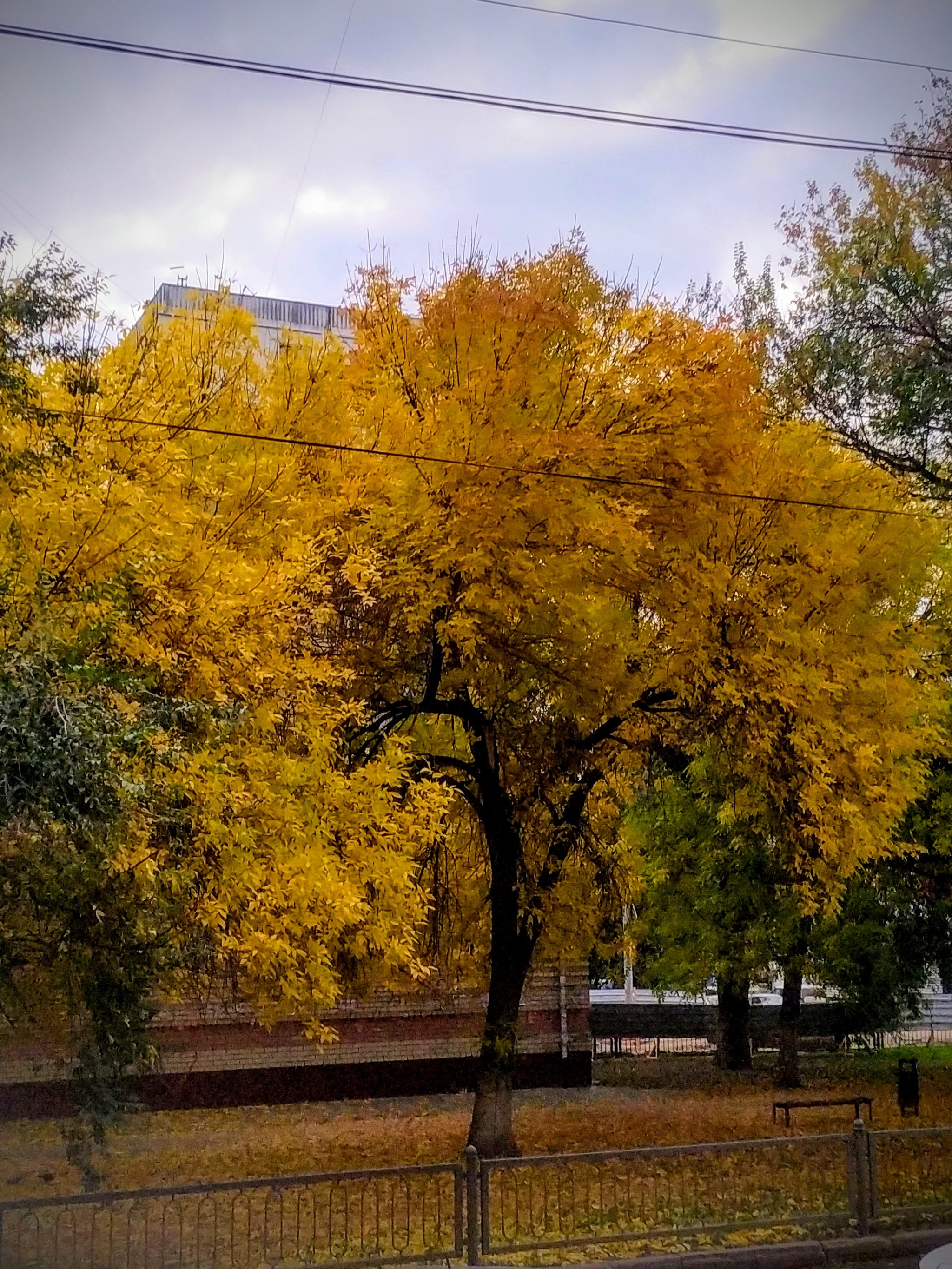 Autumn colors - My, Autumn, Nature, Tree, beauty, Leaf fall, Mobile photography