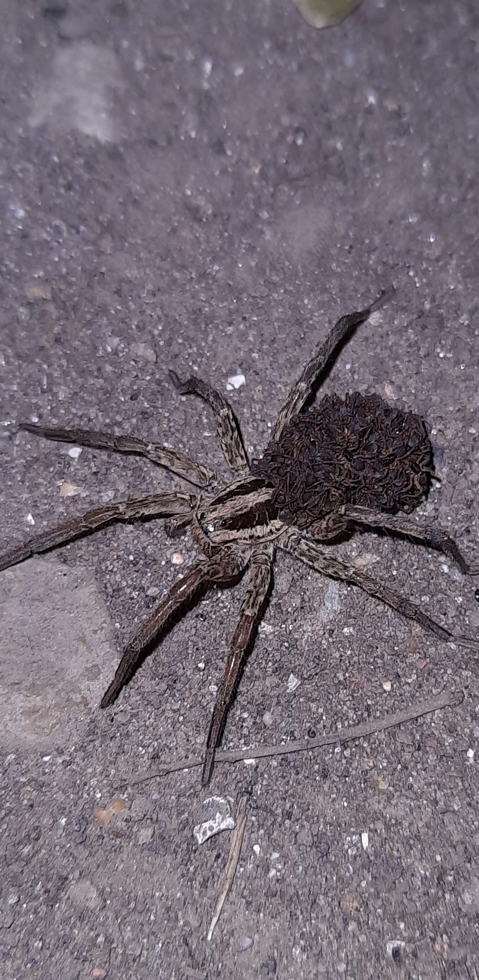 On a walk - My, Spider, Arachnophobia, Animals, Longpost, Arthropods