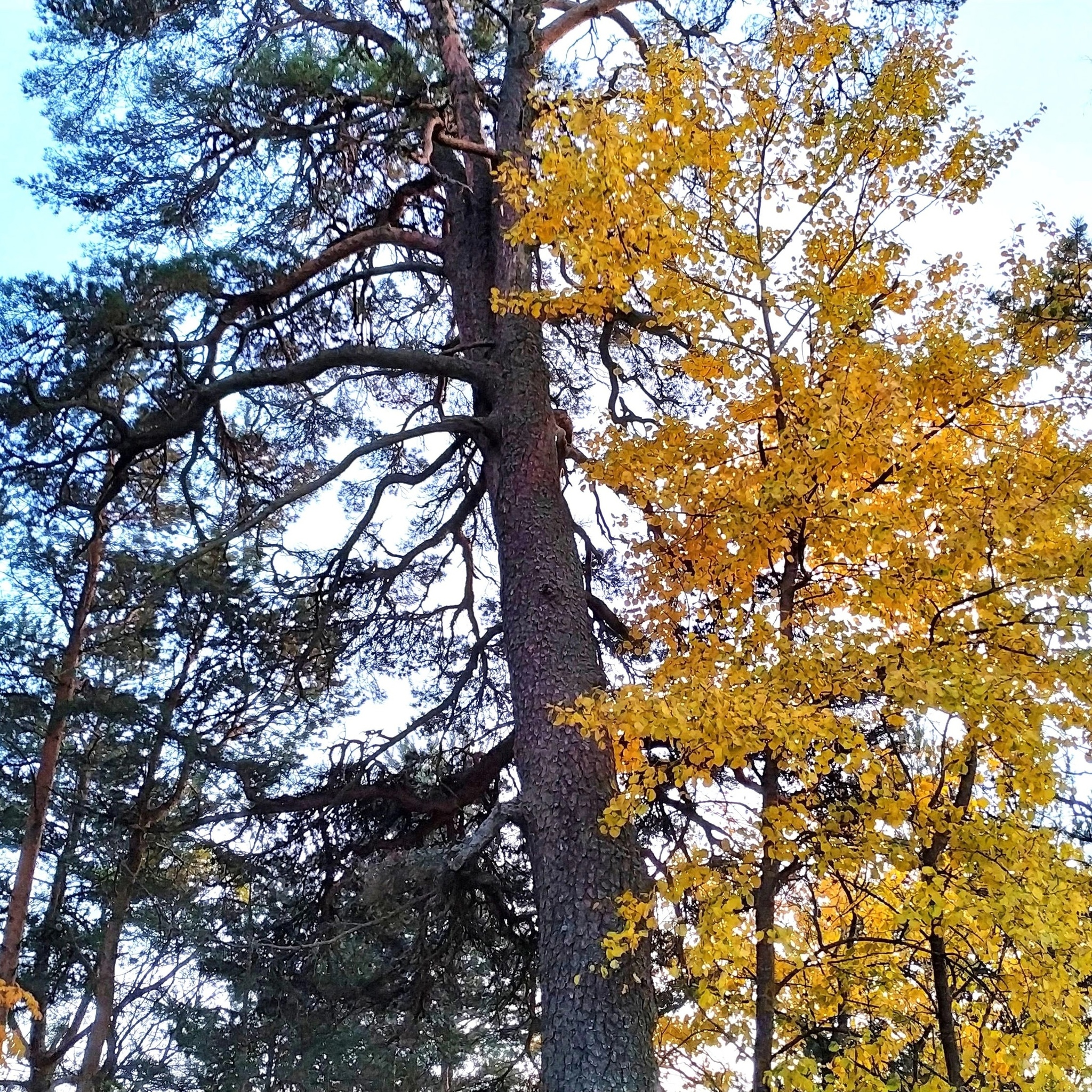 A reminder of the warmth of autumn - My, Autumn, Heat, Надежда, Mental health, Mental disorder, Borderline disorder, Longpost