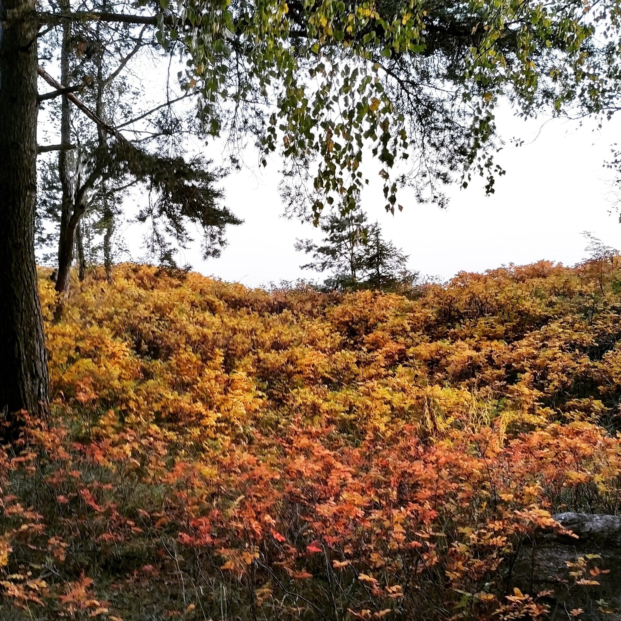 A reminder of the warmth of autumn - My, Autumn, Heat, Надежда, Mental health, Mental disorder, Borderline disorder, Longpost