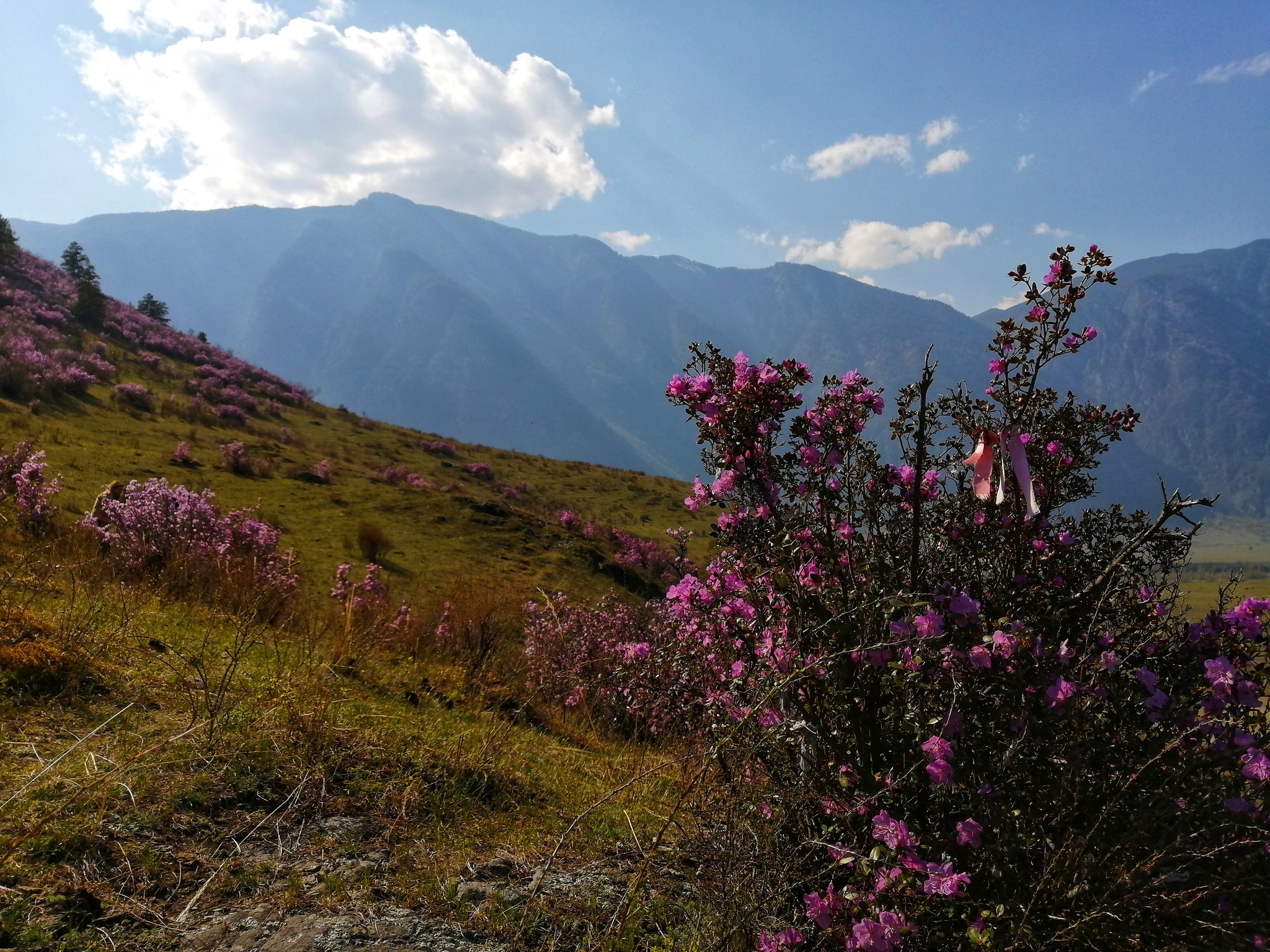 Altai in May - My, Altai Republic, Travel across Russia, Altai Mountains, Longpost