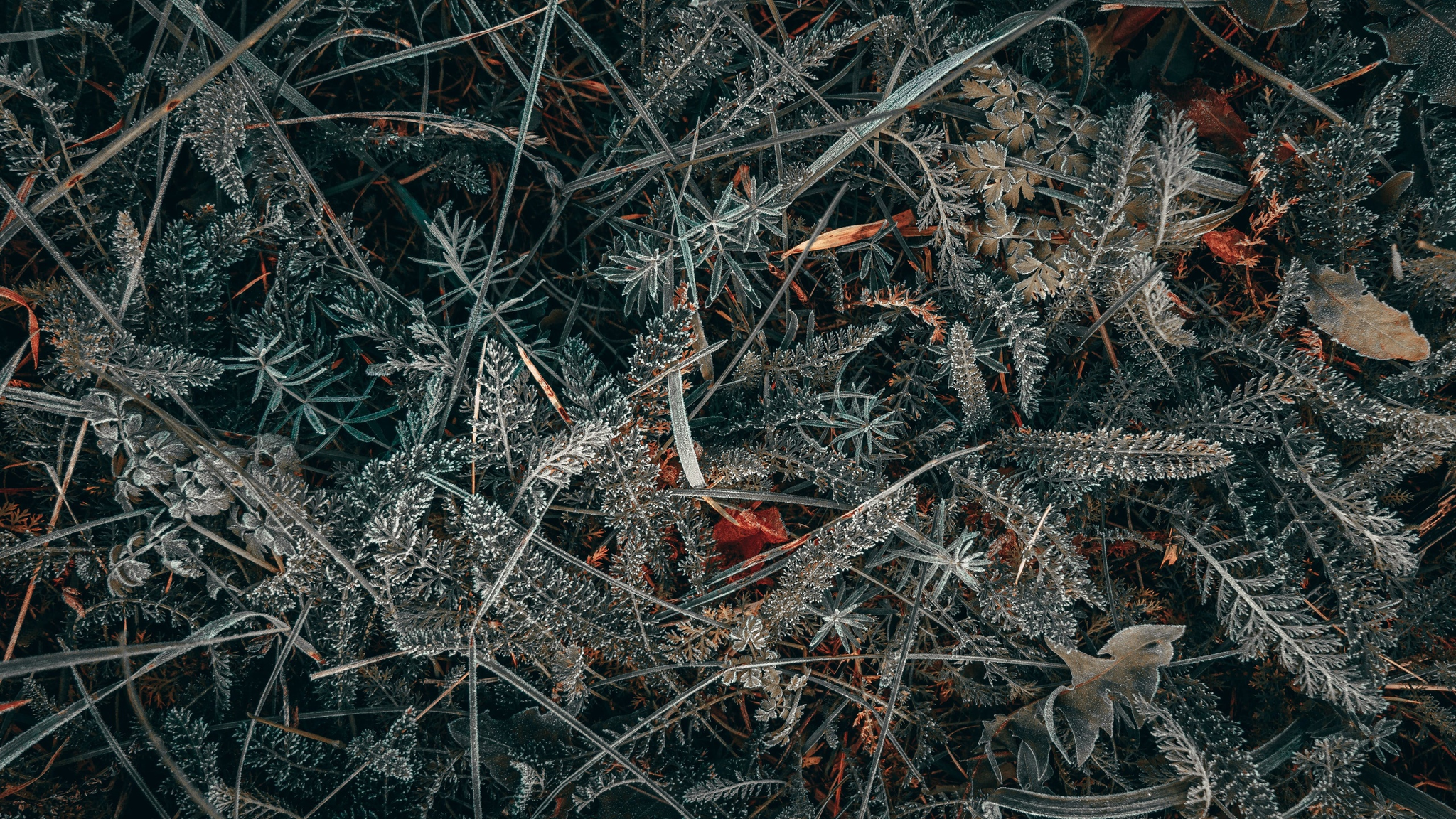 First frosts - My, Frost, Frost, Grass, Strawberry, The photo, Autumn, Longpost