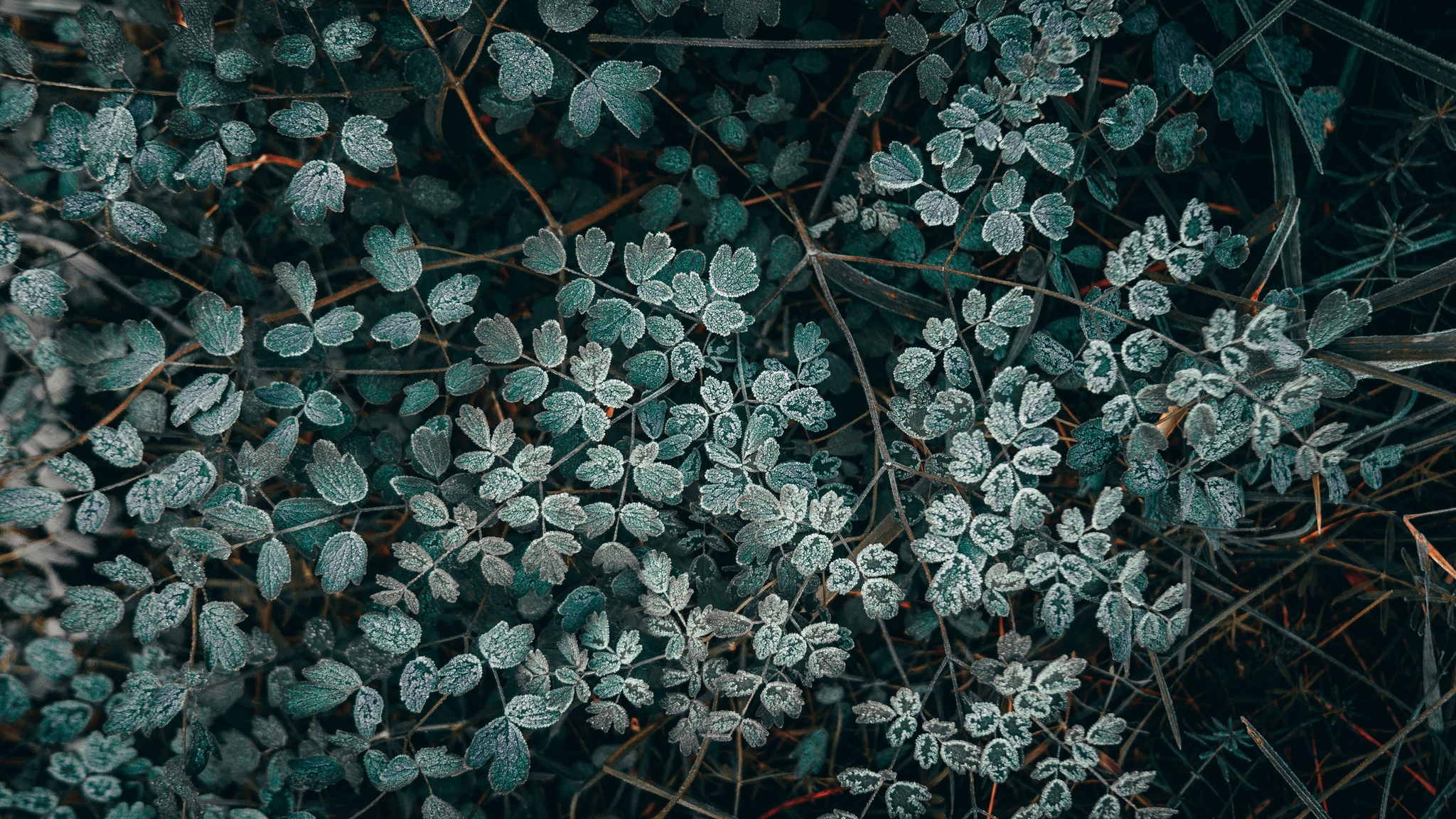 First frosts - My, Frost, Frost, Grass, Strawberry, The photo, Autumn, Longpost