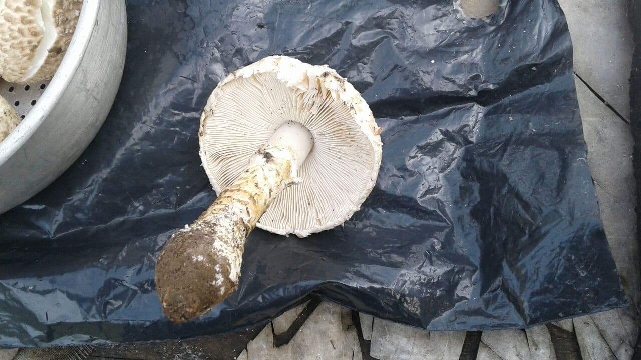 Please help identify mushrooms - My, Mushrooms, Identification