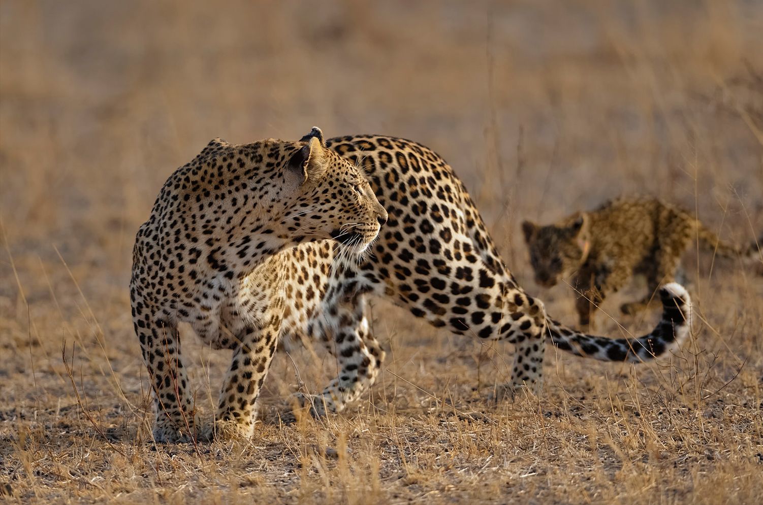 Big cats of Africa - a lion, Lioness, Lion cubs, Cheetah, Leopard, Big cats, Small cats, Cat family, , Wild animals, Predatory animals, wildlife, Young, Africa, Reserves and sanctuaries, The photo, Text, Longpost