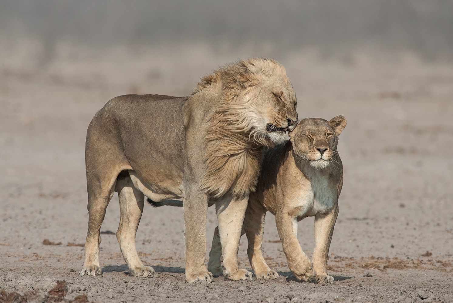 Big cats of Africa - a lion, Lioness, Lion cubs, Cheetah, Leopard, Big cats, Small cats, Cat family, , Wild animals, Predatory animals, wildlife, Young, Africa, Reserves and sanctuaries, The photo, Text, Longpost