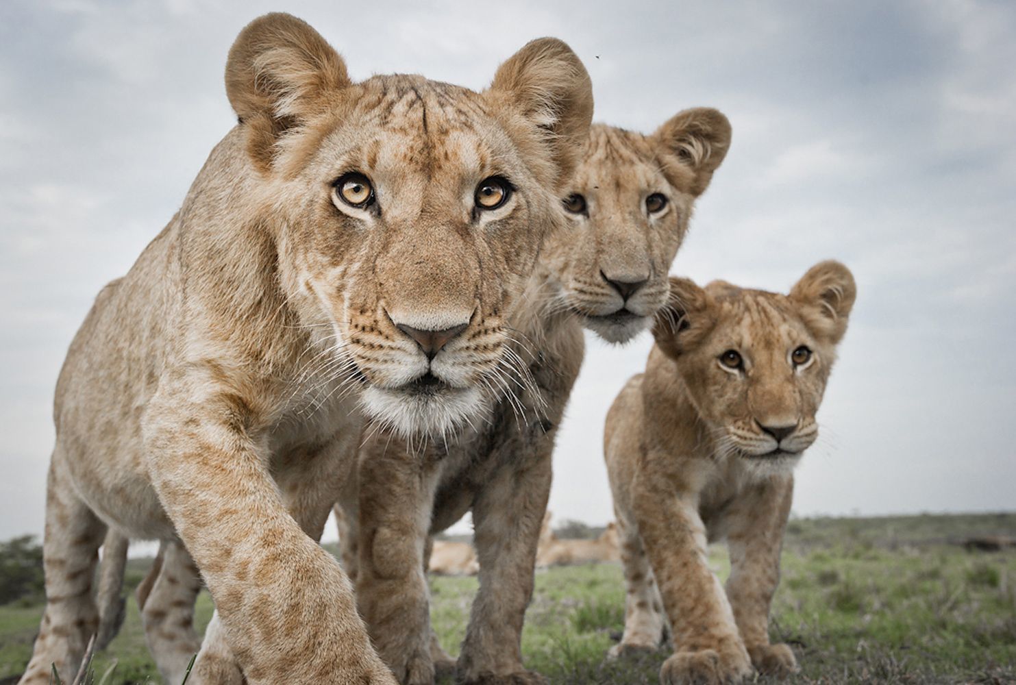 Big cats of Africa - a lion, Lioness, Lion cubs, Cheetah, Leopard, Big cats, Small cats, Cat family, , Wild animals, Predatory animals, wildlife, Young, Africa, Reserves and sanctuaries, The photo, Text, Longpost