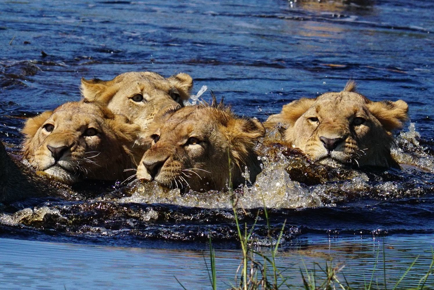 Big cats of Africa - a lion, Lioness, Lion cubs, Cheetah, Leopard, Big cats, Small cats, Cat family, , Wild animals, Predatory animals, wildlife, Young, Africa, Reserves and sanctuaries, The photo, Text, Longpost